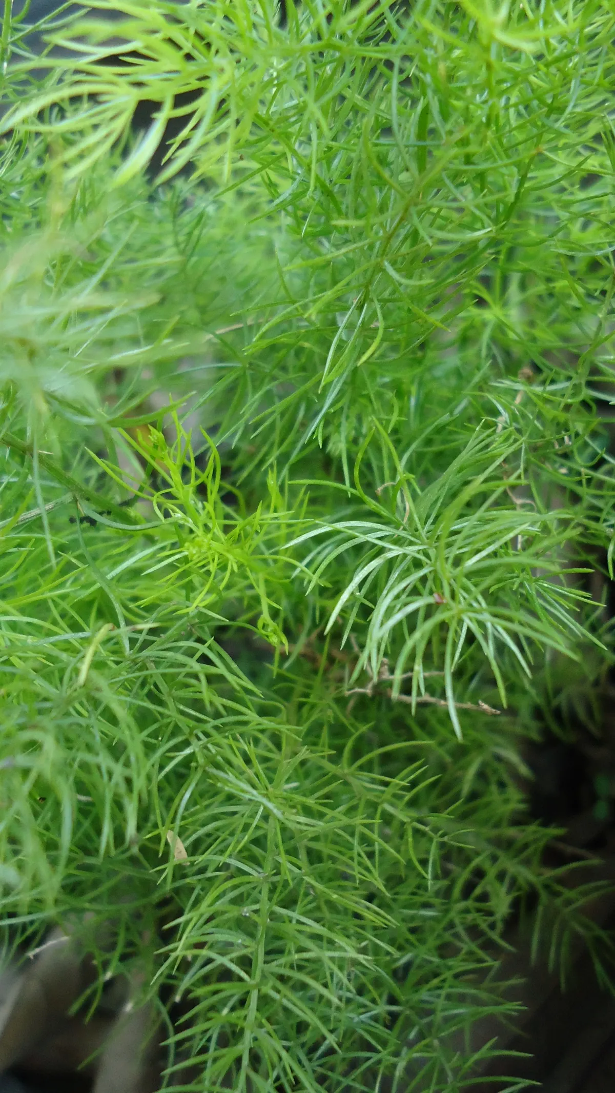 Sprenger Asparagus (Asparagus Densiflorus 'Sprengeri') — Overall, this plant adds a delicate texture and year-round greenery to any garden setting, image 83