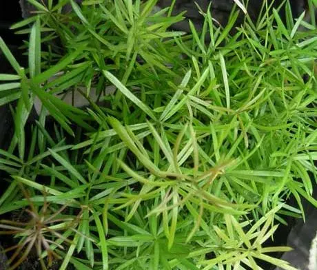 Sprenger Asparagus (Asparagus Densiflorus 'Sprengeri') — Keep watch for rare red berries which are toxic if ingested