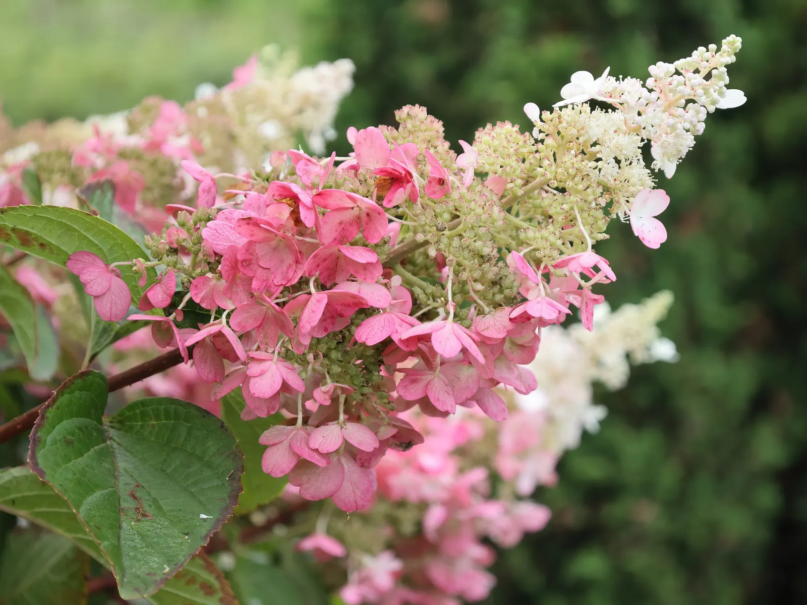 Pinky Winky Prime® Panicle Hydrangea (Hydrangea paniculata) — creating a dramatic two-toned effect that carries beautifully into late summer and early fall