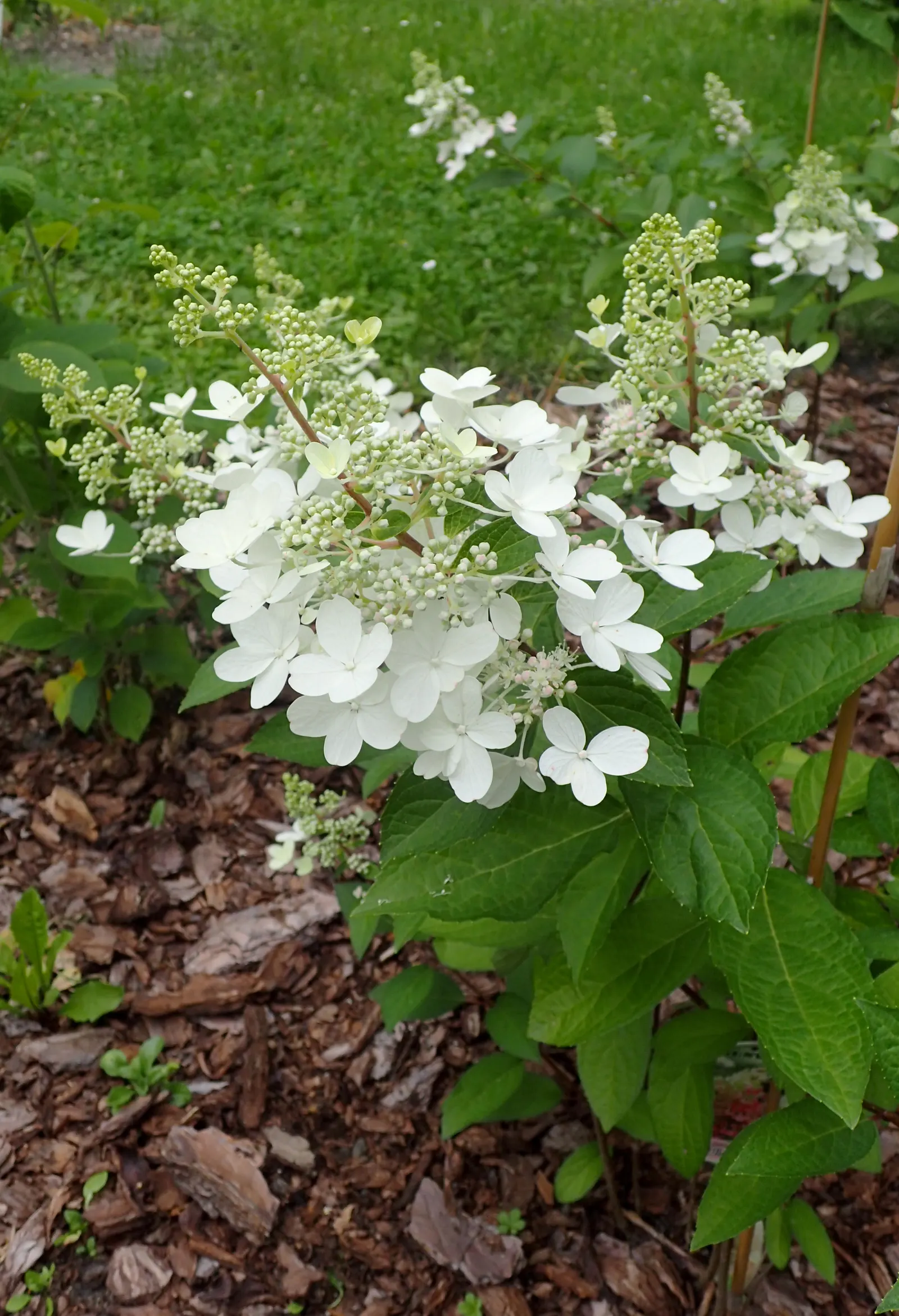 Pinky Winky Prime® Panicle Hydrangea (Hydrangea paniculata) — large white blooms rise above dark green foliage