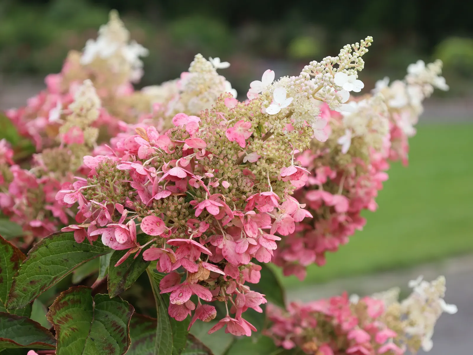 Pinky Winky Prime® Panicle Hydrangea (Hydrangea paniculata) — The flowers are substantial