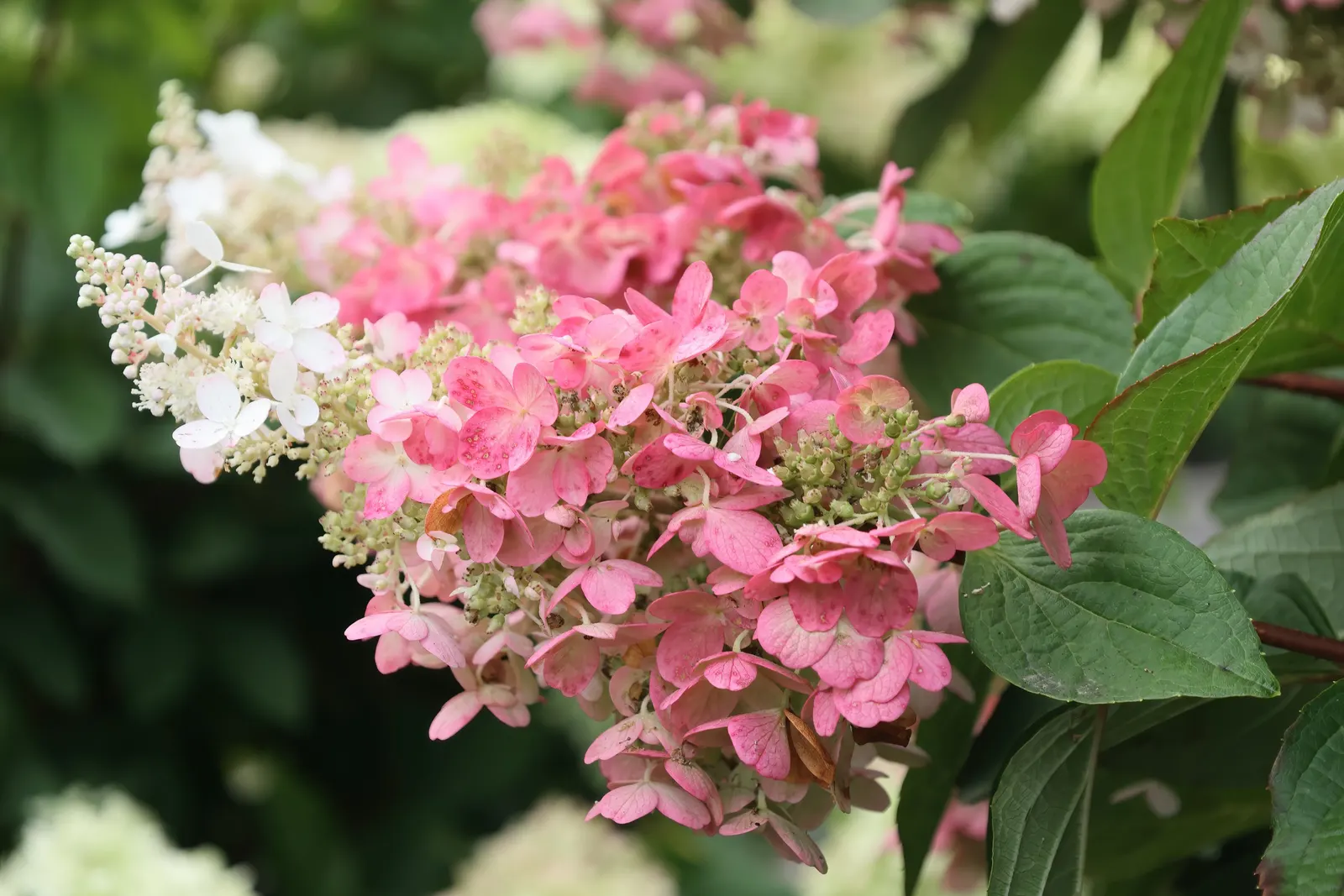 Pinky Winky Prime® Panicle Hydrangea (Hydrangea paniculata) — then gradually blush into vivid pink from the base upward