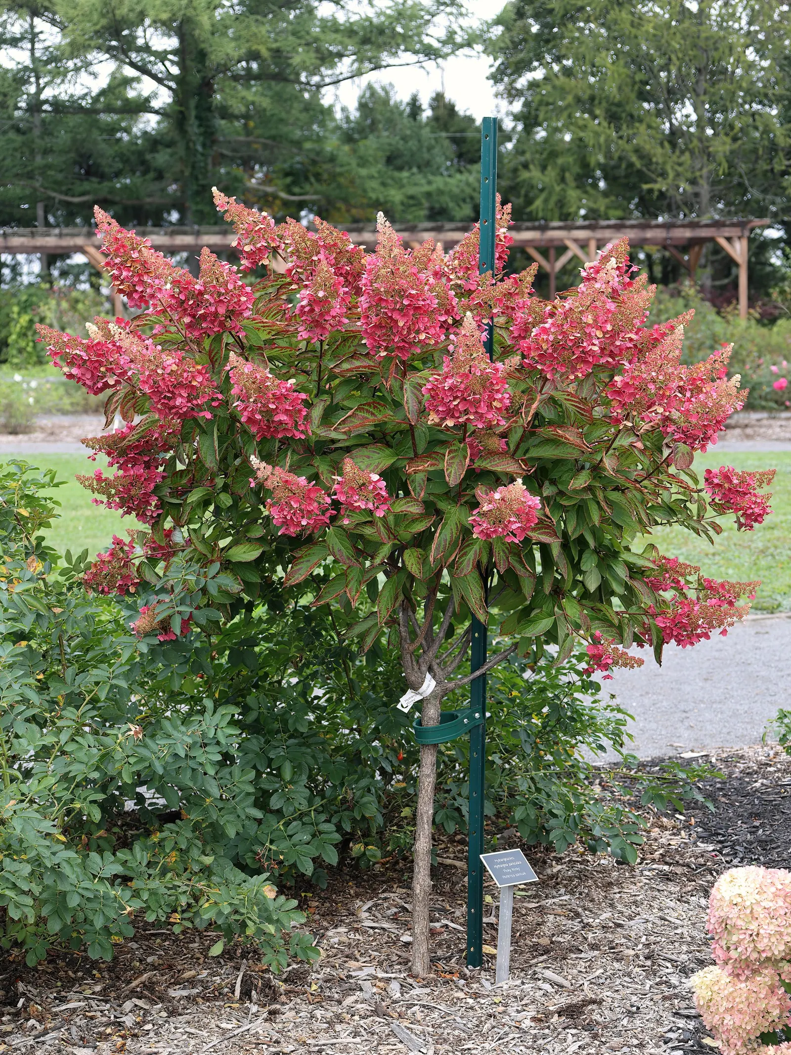 Pinky Winky Prime® Panicle Hydrangea (Hydrangea paniculata) — and wonderfully useful fresh or dried