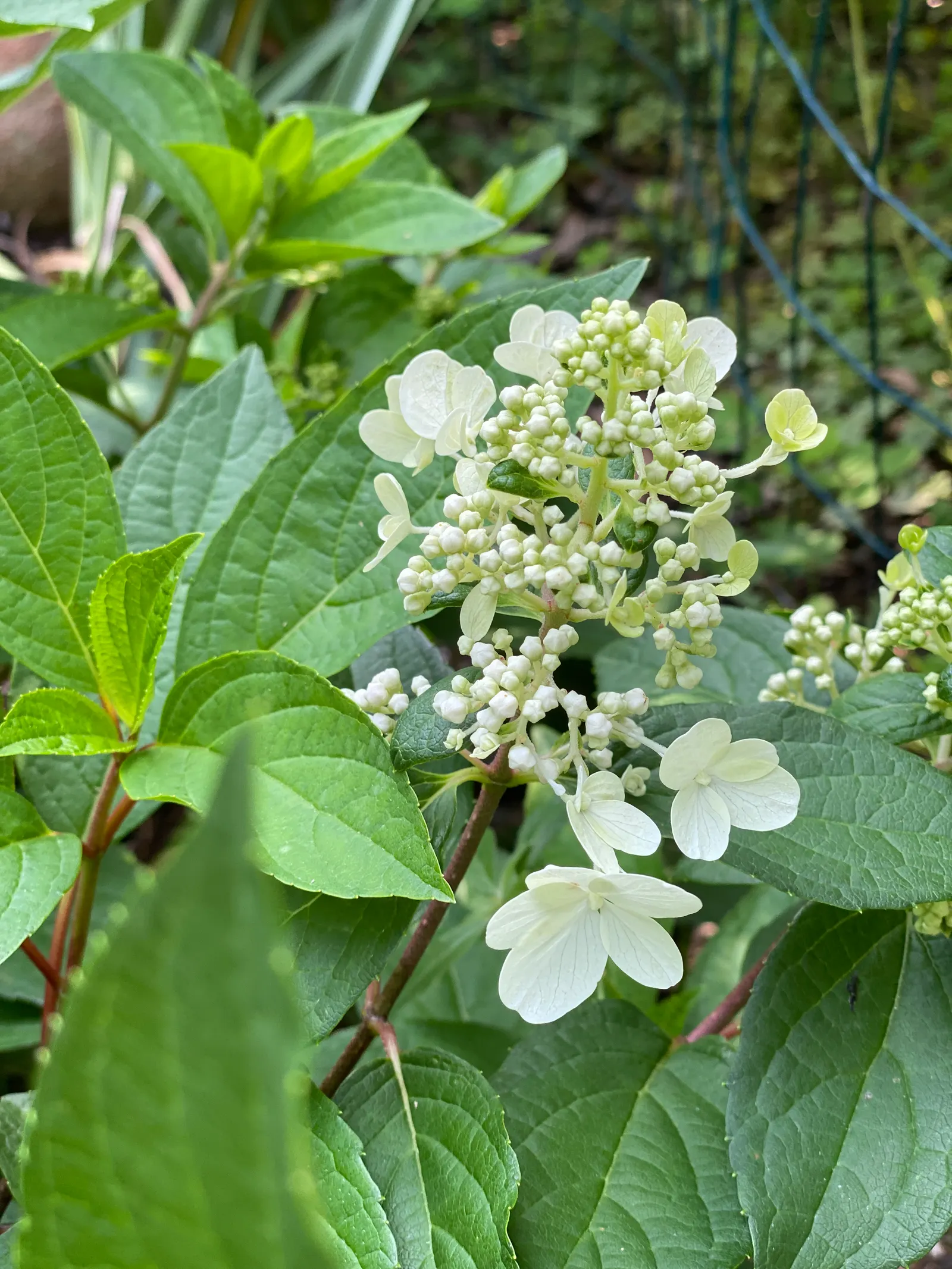 Pinky Winky Prime® Panicle Hydrangea (Hydrangea paniculata) — commonly referred to as Pinky Winky Prime® Panicle Hydrangea