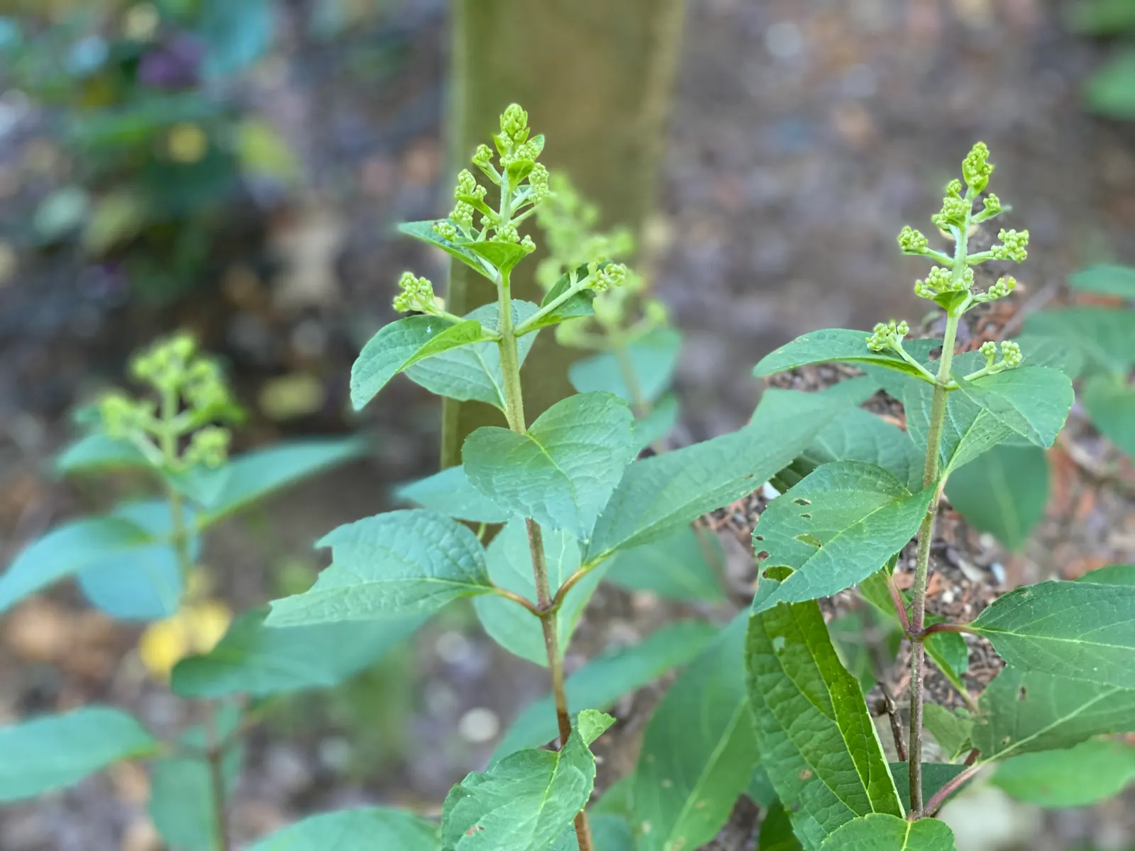 Pinky Winky Prime® Panicle Hydrangea (Hydrangea paniculata) — celebrated for its truly massive flower panicles and strong