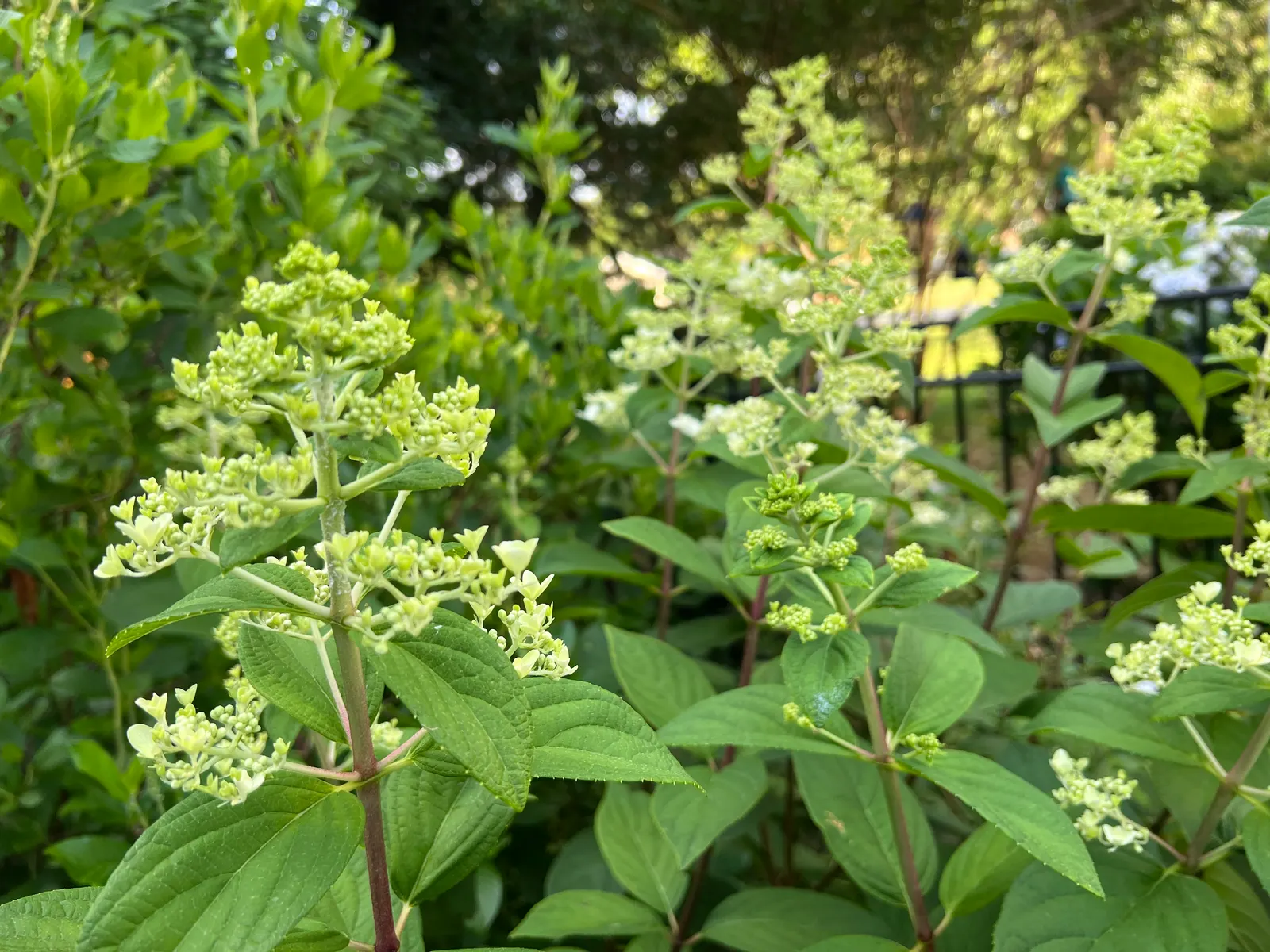 Pinky Winky Prime® Panicle Hydrangea (Hydrangea paniculata) — is a bold deciduous shrub from the Proven Winners® collection