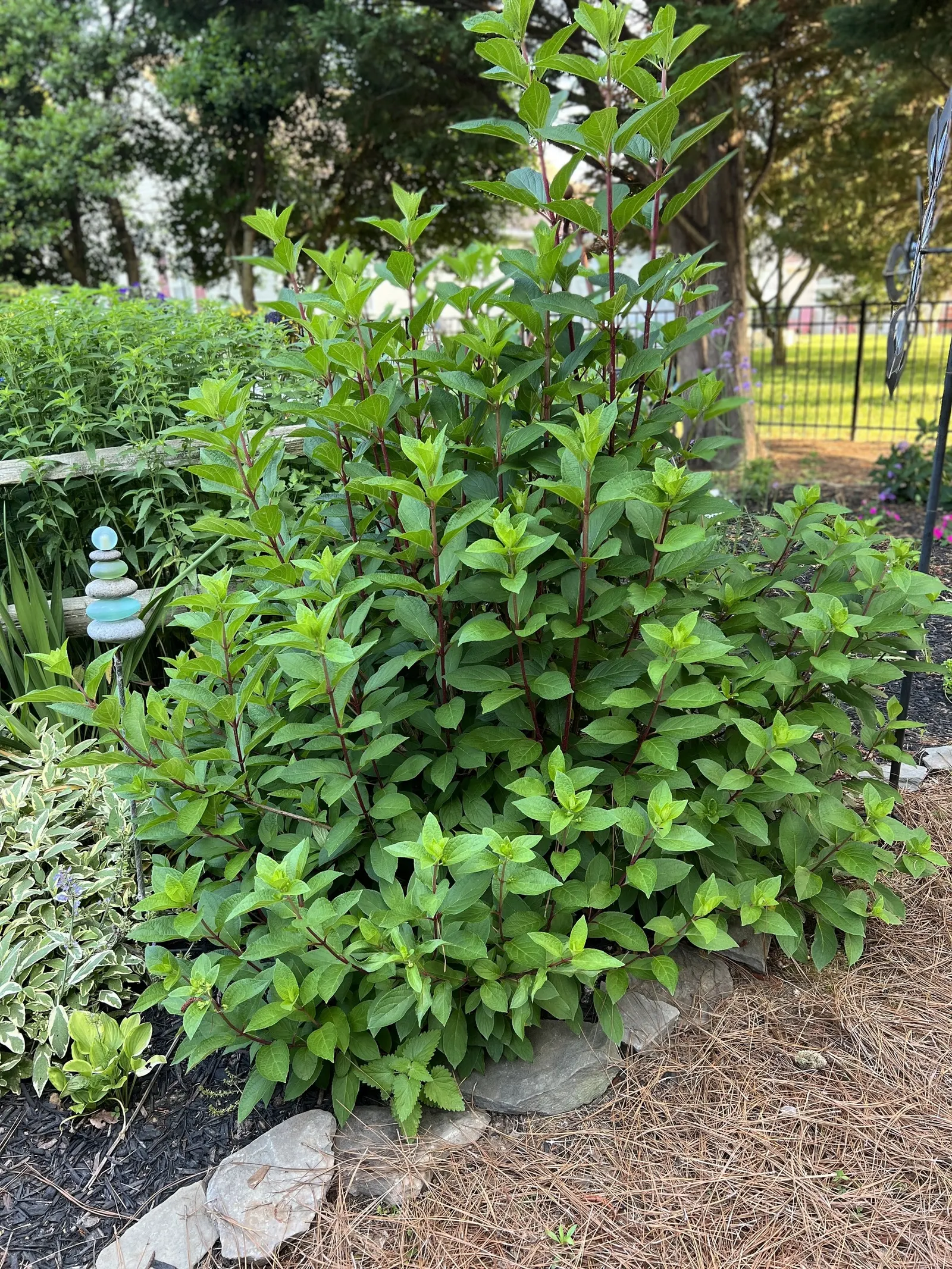 Pinky Winky Prime® Panicle Hydrangea (Hydrangea paniculata) — It matures 6-9 feet tall and wide