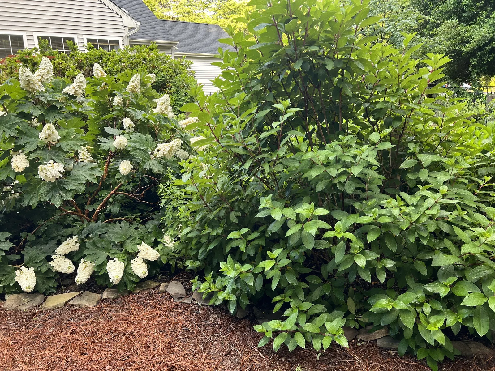 Pinky Winky Prime® Panicle Hydrangea (Hydrangea paniculata) — well-drained soil and moderate moisture; prune in late winter or early spring