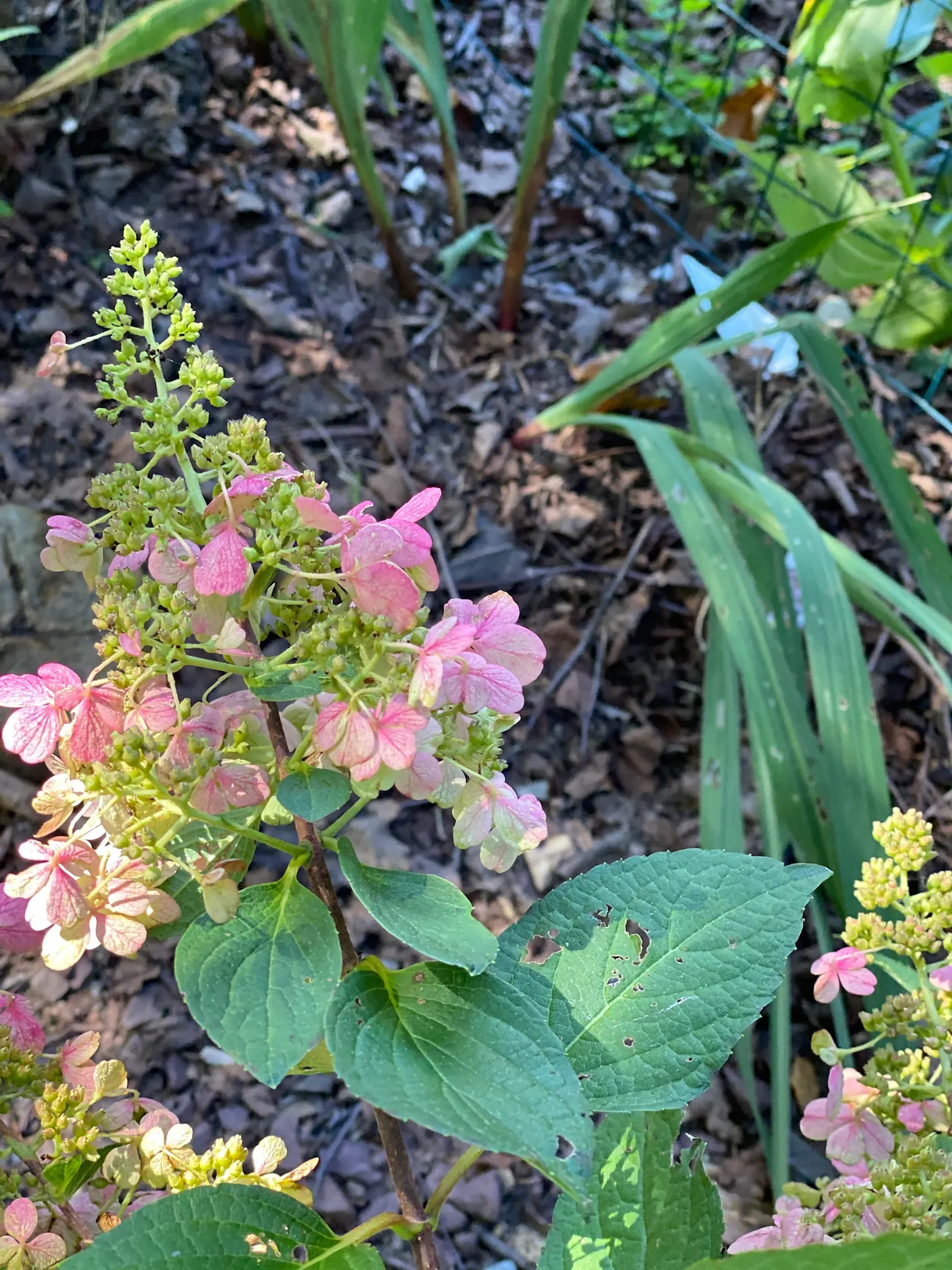 Pinky Winky Prime® Panicle Hydrangea (Hydrangea paniculata) — Grow in sun to part sun with average