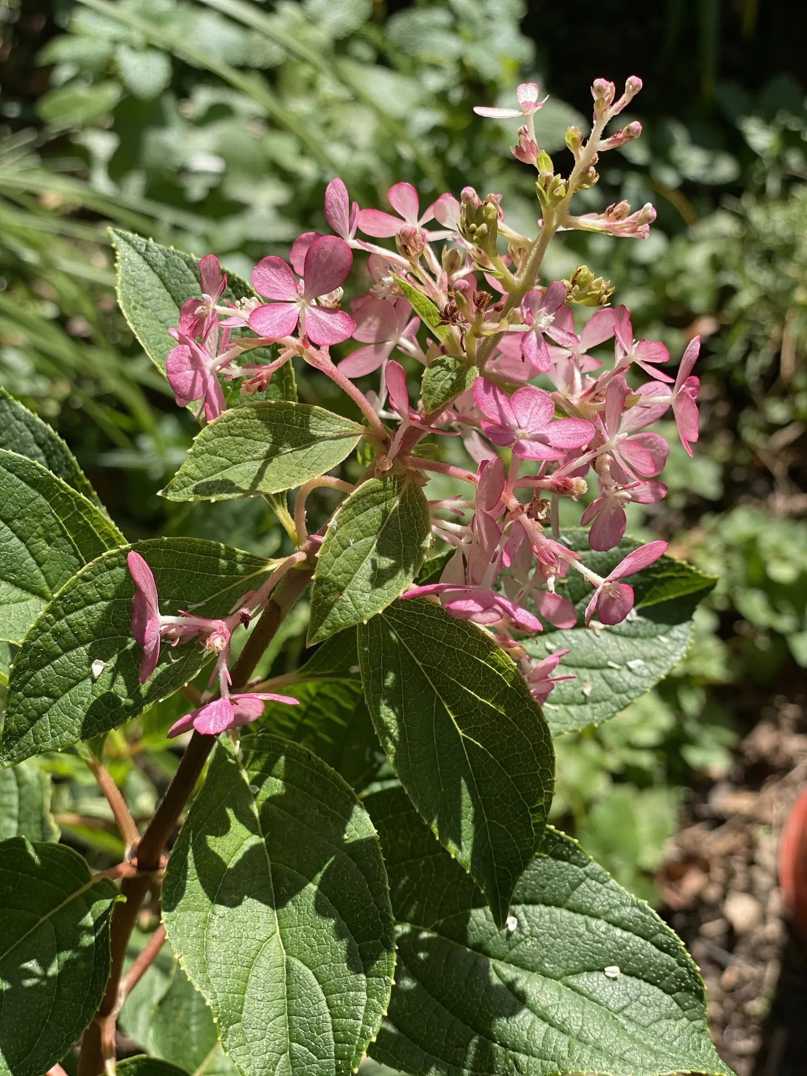 Pinky Winky Prime® Panicle Hydrangea (Hydrangea paniculata) — creating a bold two-toned display from midsummer into fall