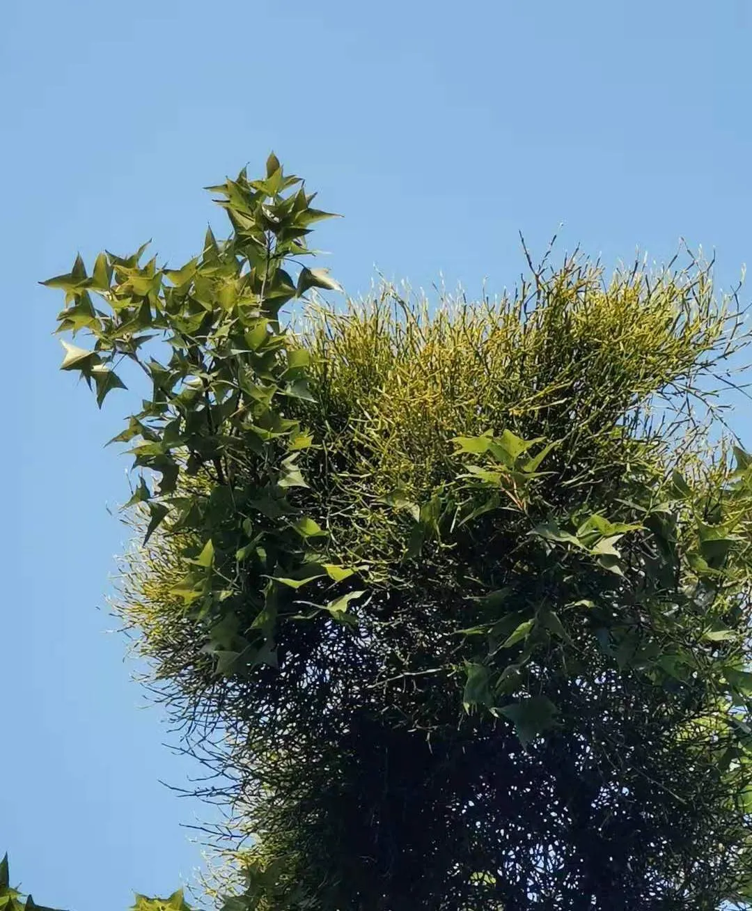 Chinese Sweet Gum (Liquidambar Formosana) — Prefers full sun and moist, well-drained soil