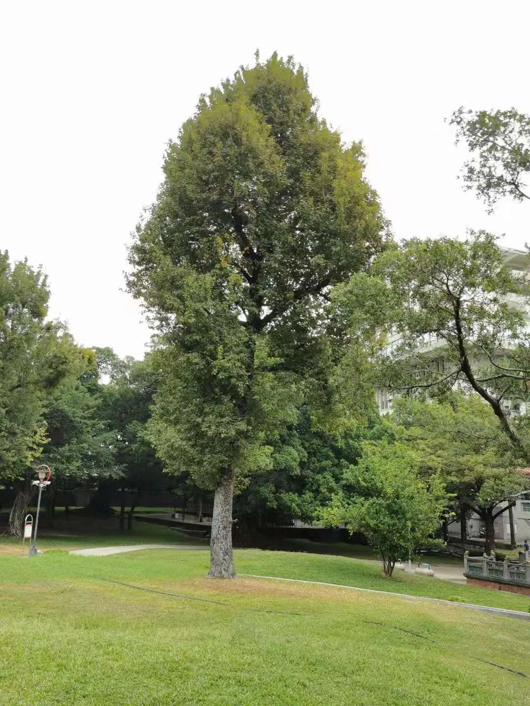 Chinese Sweet Gum (Liquidambar Formosana) — This stately tree can reach heights of 40 to 60 feet with a canopy spread of 20 to 30 feet