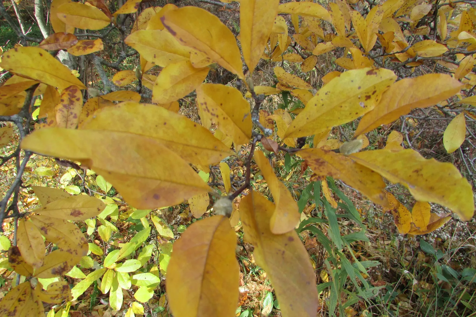 Chinese Sweet Gum (Liquidambar Formosana) — bear in mind its sizable root system