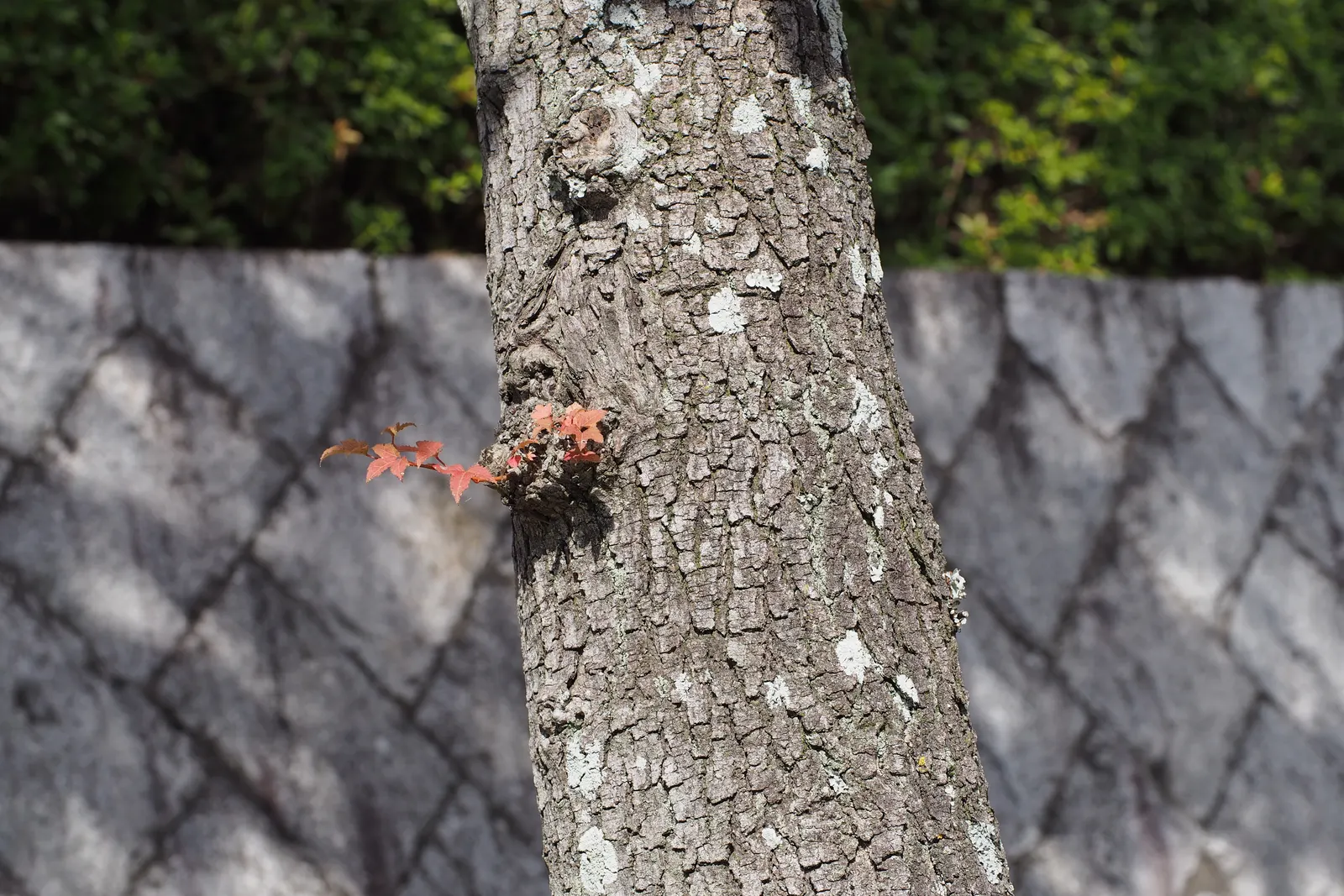 Chinese Sweet Gum (Liquidambar Formosana) — It can reach up to 80 feet tall and spreads 40 feet wide; it is relatively adaptable, image 55
