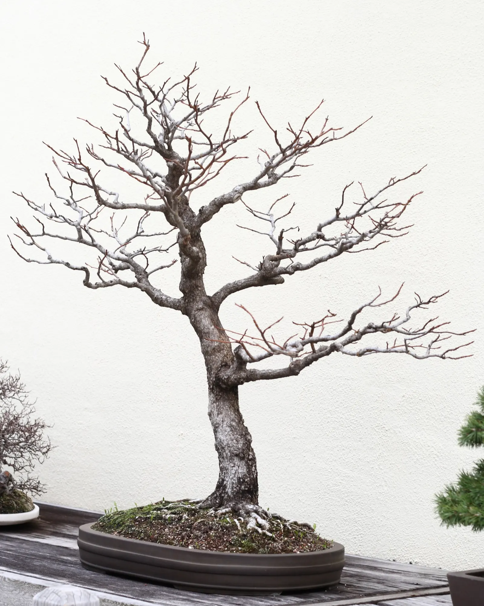 Chinese Sweet Gum (Liquidambar Formosana) — with leaves growing 4 to 7 inches long; providing ample shade in landscapes, image 65