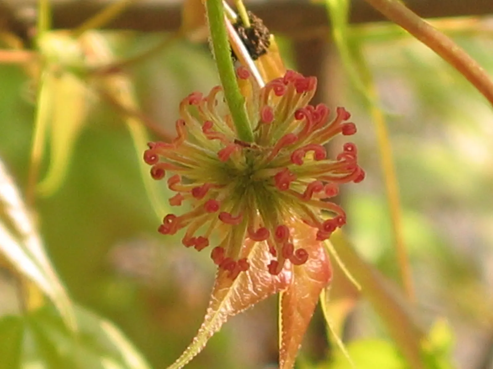 Chinese Sweet Gum (Liquidambar Formosana) — It is relatively adaptable