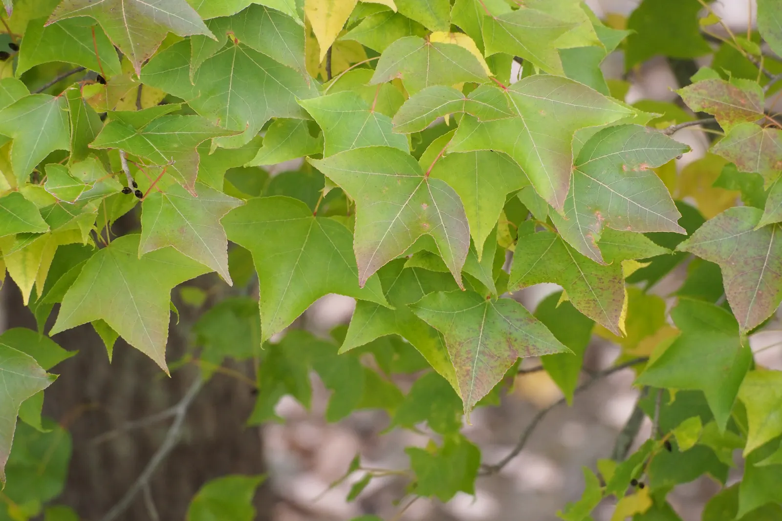 Chinese Sweet Gum (Liquidambar Formosana) — with leaves growing 4 to 7 inches long; providing ample shade in landscapes