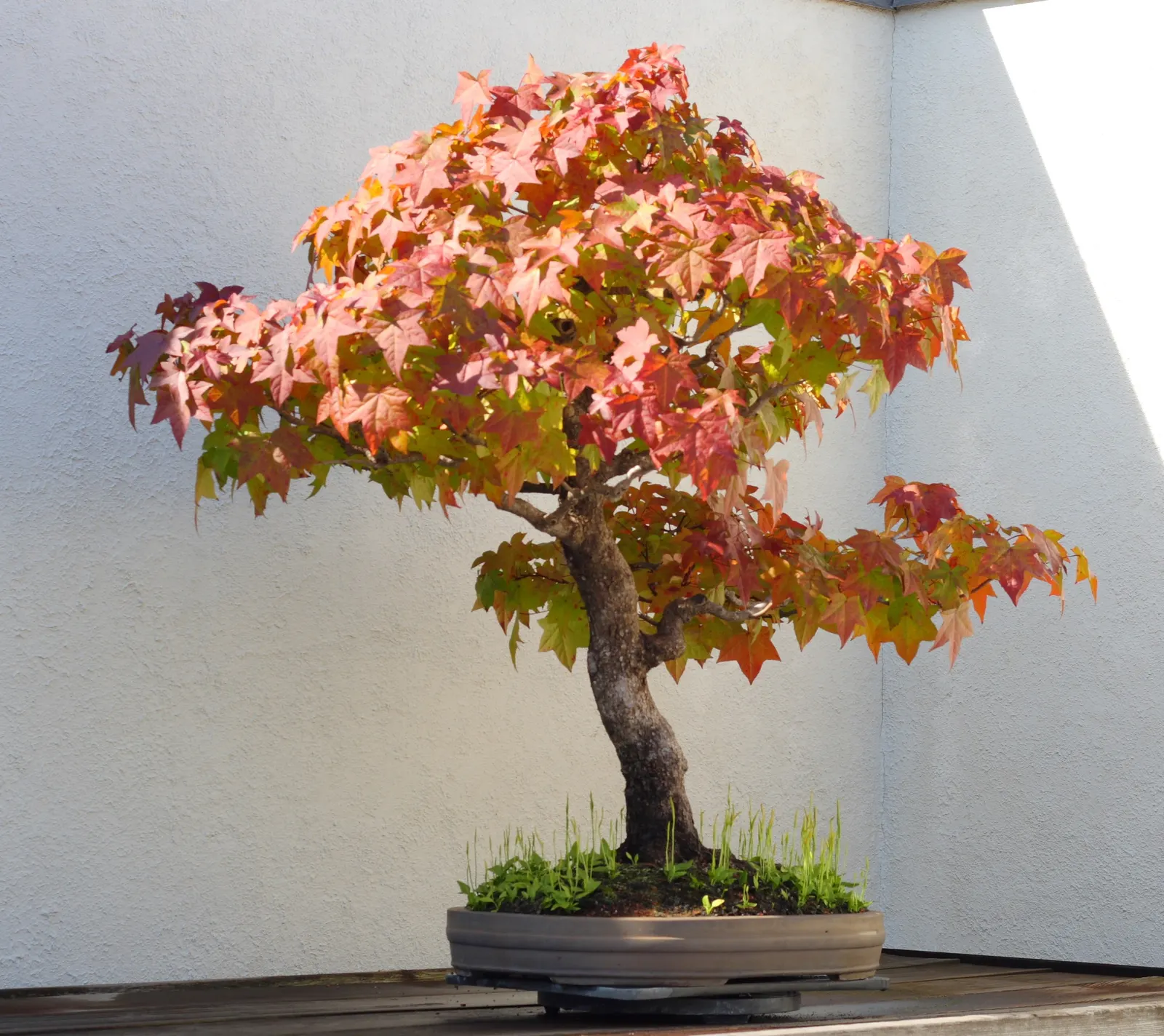 Chinese Sweet Gum (Liquidambar Formosana) — and orange hues in the fall; green and yellow flowers in the garden, image 67