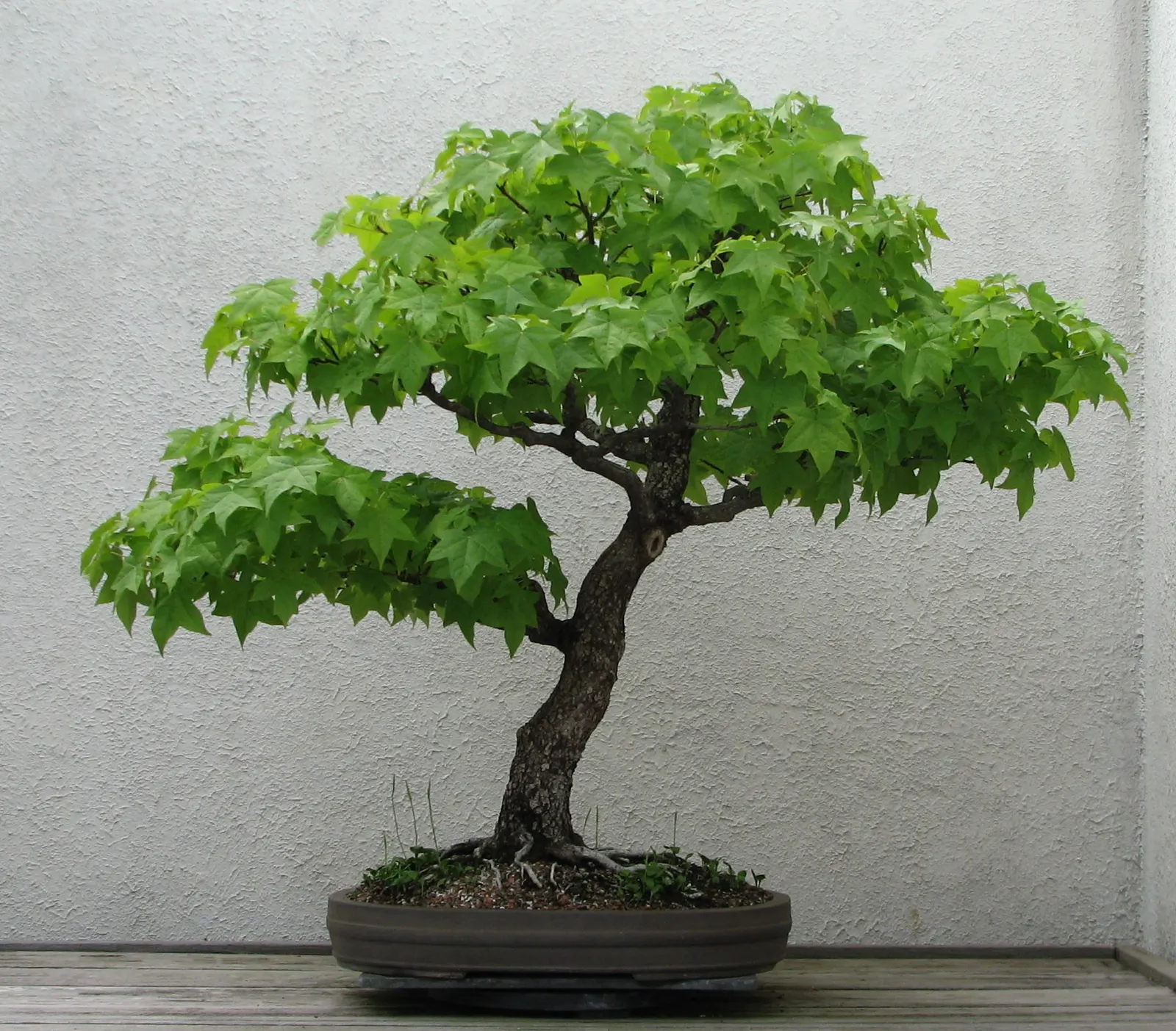 Chinese Sweet Gum (Liquidambar Formosana) — Produces spiky fruit capsules and has a moderate growth rate; with leaves growing 4 to 7 inches long, image 58