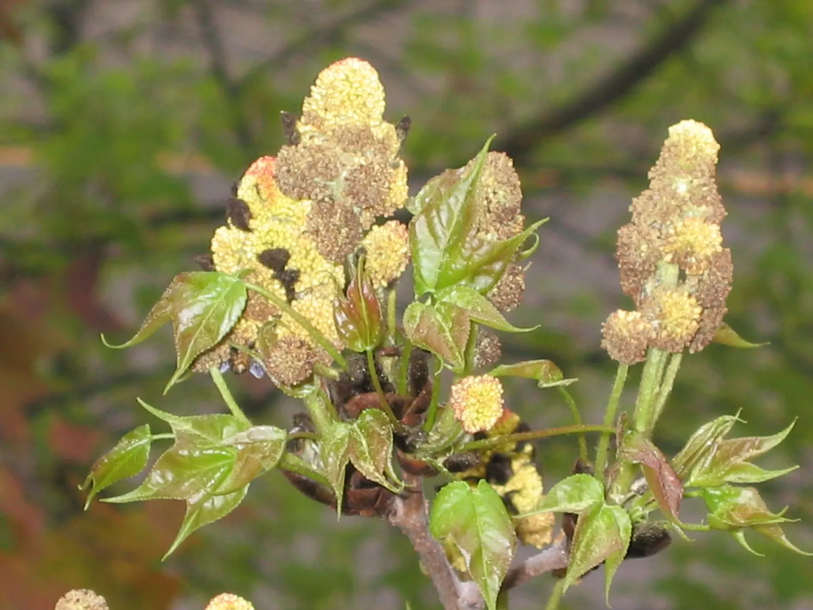 Chinese Sweet Gum (Liquidambar Formosana) — its autumn litter requires maintenance