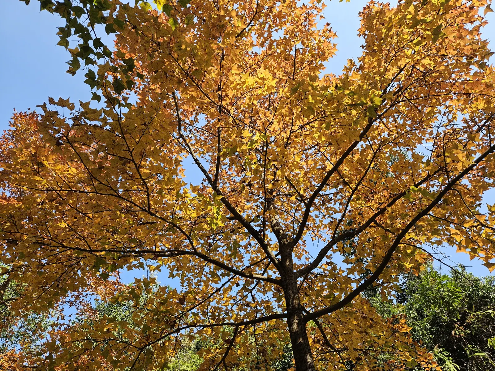 Chinese Sweet Gum (Liquidambar Formosana) — and is moderately drought-tolerant once established.<br><br>When considering this tree for landscape design
