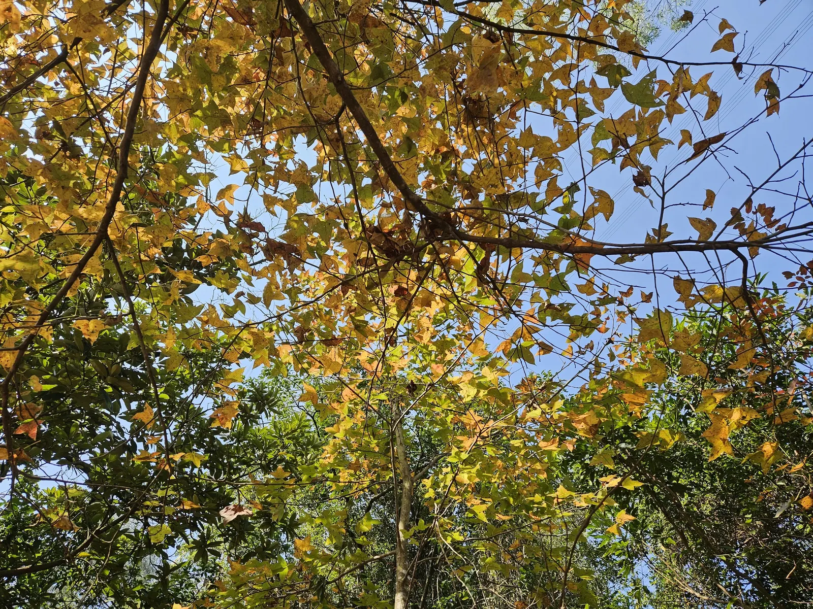Chinese Sweet Gum (Liquidambar Formosana) — Its pyramidal form in youth matures into a rounded crown