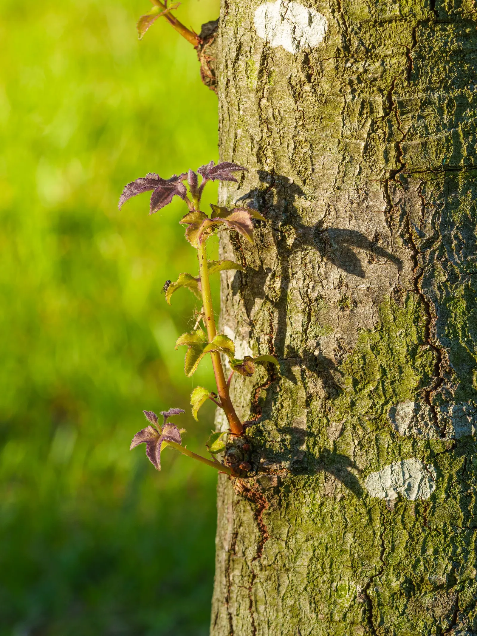 Chinese Sweet Gum (Liquidambar Formosana) — It can reach up to 80 feet tall and spreads 40 feet wide; it is relatively adaptable