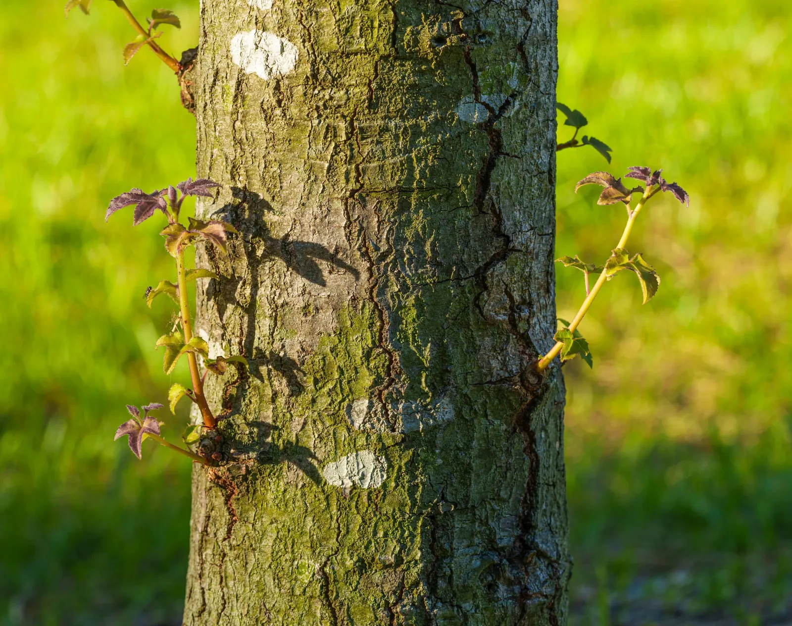 Chinese Sweet Gum (Liquidambar Formosana) — Chinese Sweet Gum (Liquidambar formosana) is a stately deciduous tree; the star-shaped leaves transition from