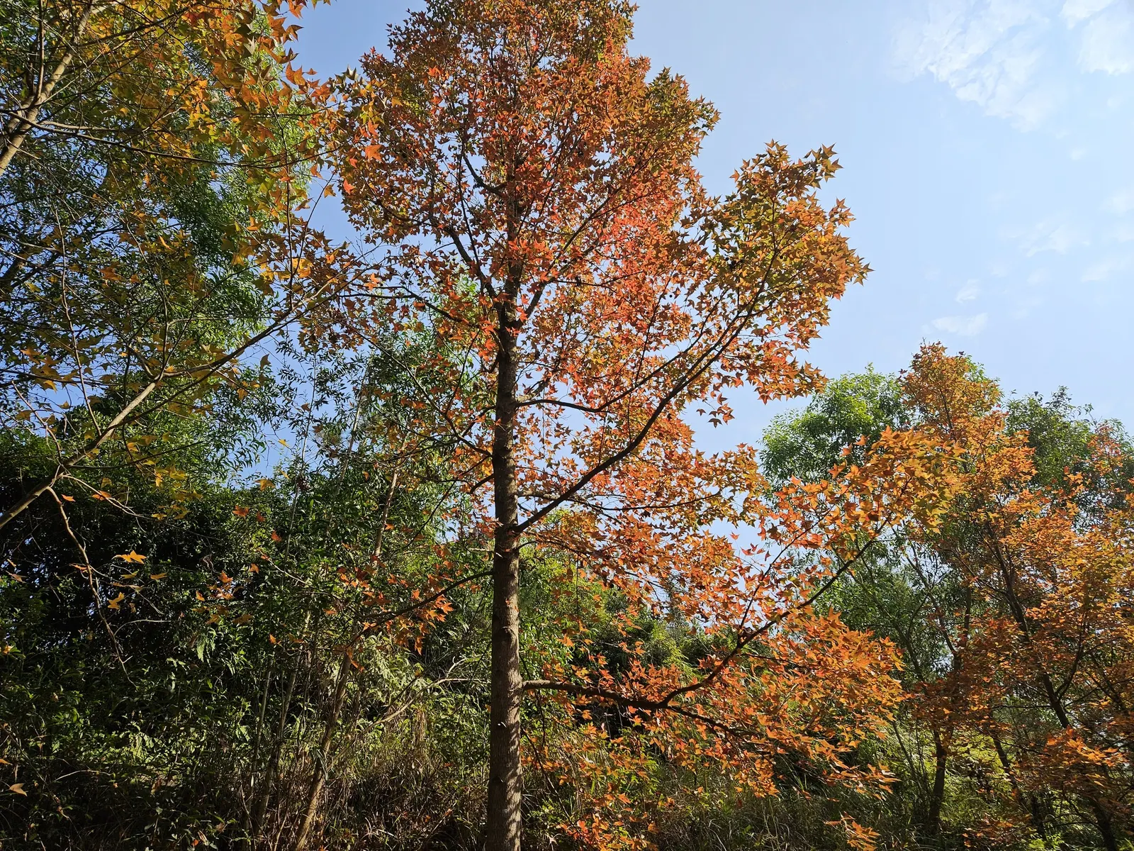 Chinese Sweet Gum (Liquidambar Formosana) — tree with green and yellow blooms