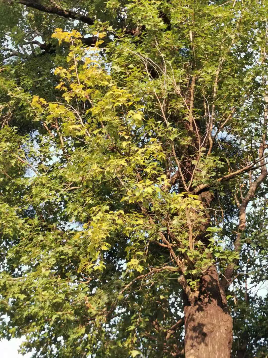 Chinese Sweet Gum (Liquidambar Formosana) — and orange hues in the fall; green and yellow flowers in the garden