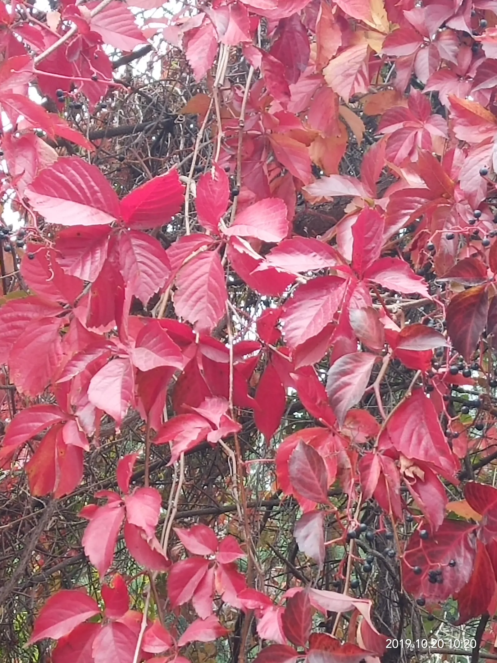 Chinese Sweet Gum (Liquidambar Formosana) — offering a commanding presence.<br><br>Foliage is a key feature