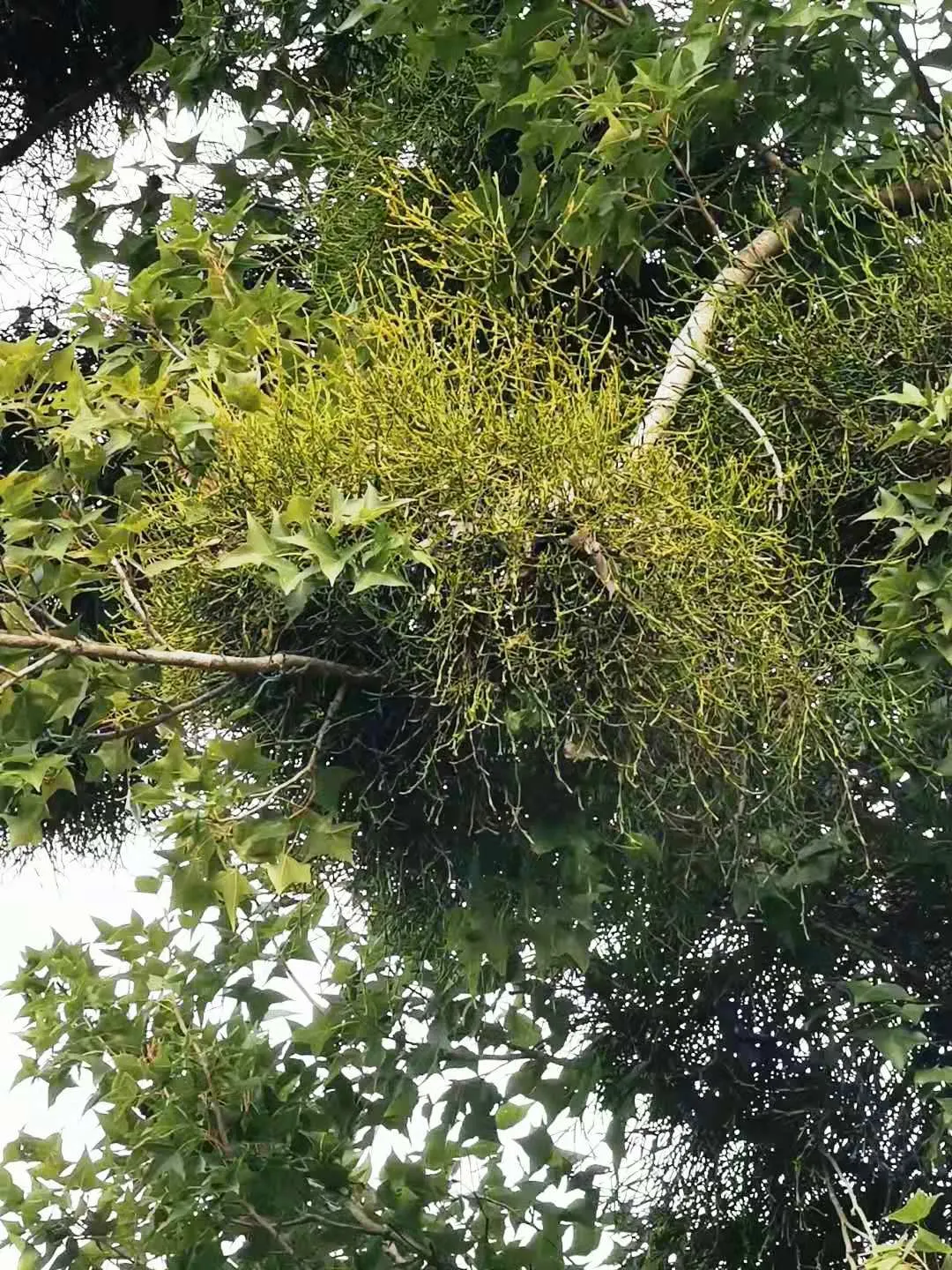 Chinese Sweet Gum (Liquidambar Formosana) — scientifically named Liquidambar formosana; bear in mind its sizable root system