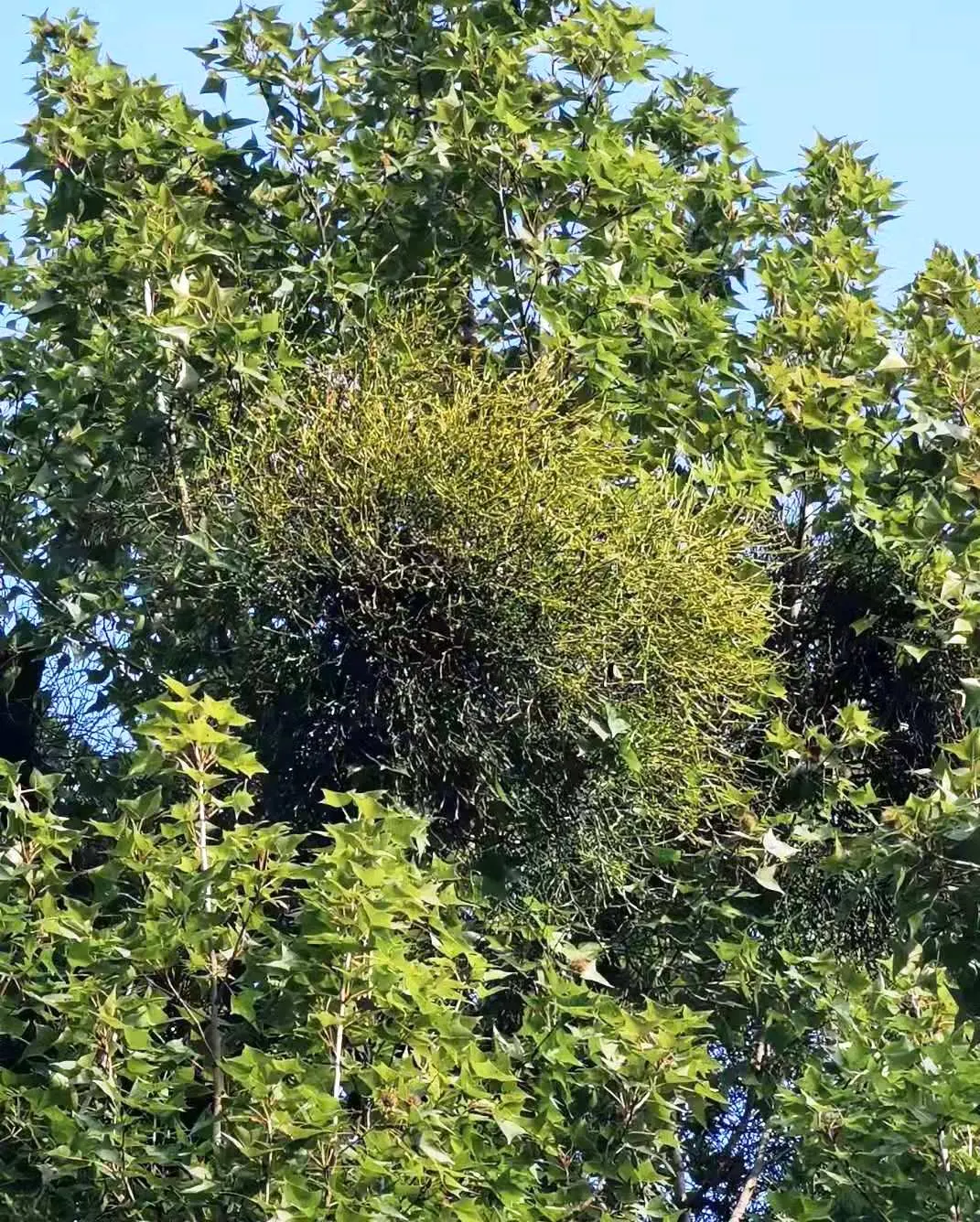 Chinese Sweet Gum (Liquidambar Formosana) — scientifically named Liquidambar formosana; bear in mind its sizable root system, image 59