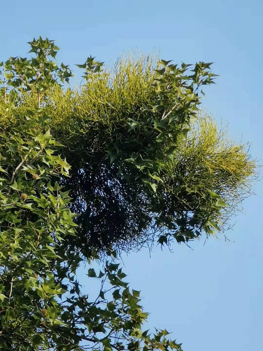 Chinese Sweet Gum (Liquidambar Formosana) — This stately tree can reach heights of 40 to 60 feet with a canopy spread of 20 to 30 feet; is a deciduous tree