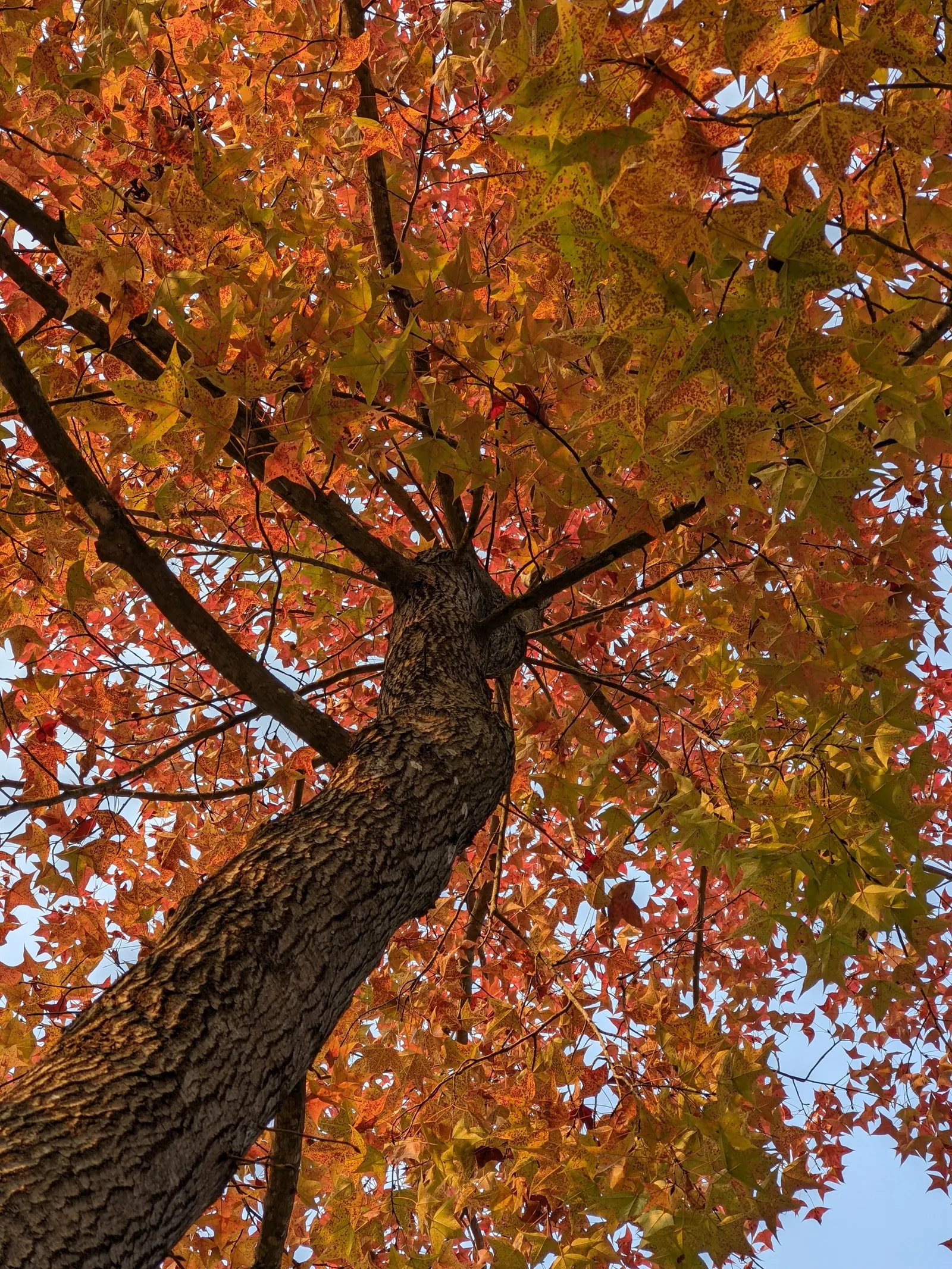 Chinese Sweet Gum (Liquidambar Formosana) — providing ample shade in landscapes; and orange hues in the fall, image 62