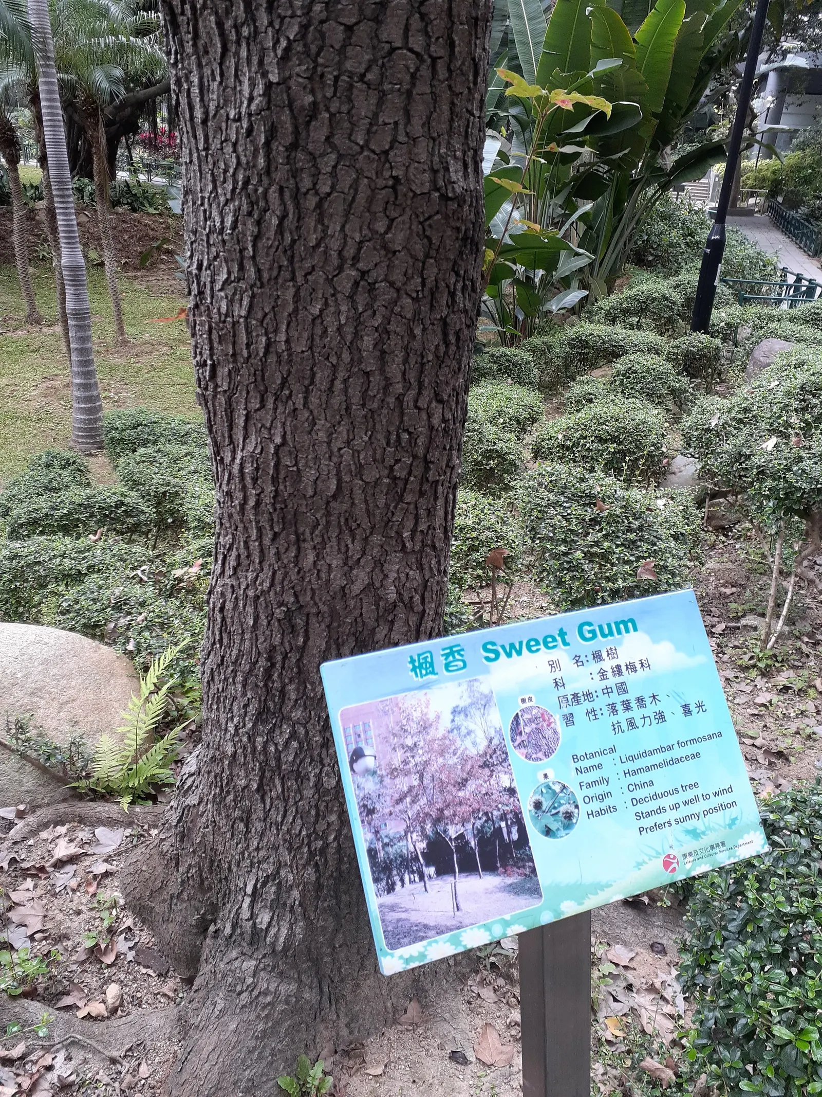 Chinese Sweet Gum (Liquidambar Formosana) — It is relatively adaptable; and is moderately drought-tolerant once established.<br><br>When, image 70