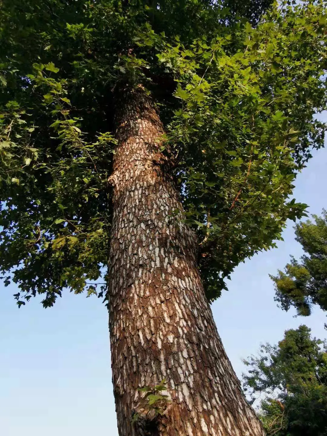 Chinese Sweet Gum (Liquidambar Formosana) — tree for full; but the seasonal beauty and shade benefits can outweigh this concern for many clients