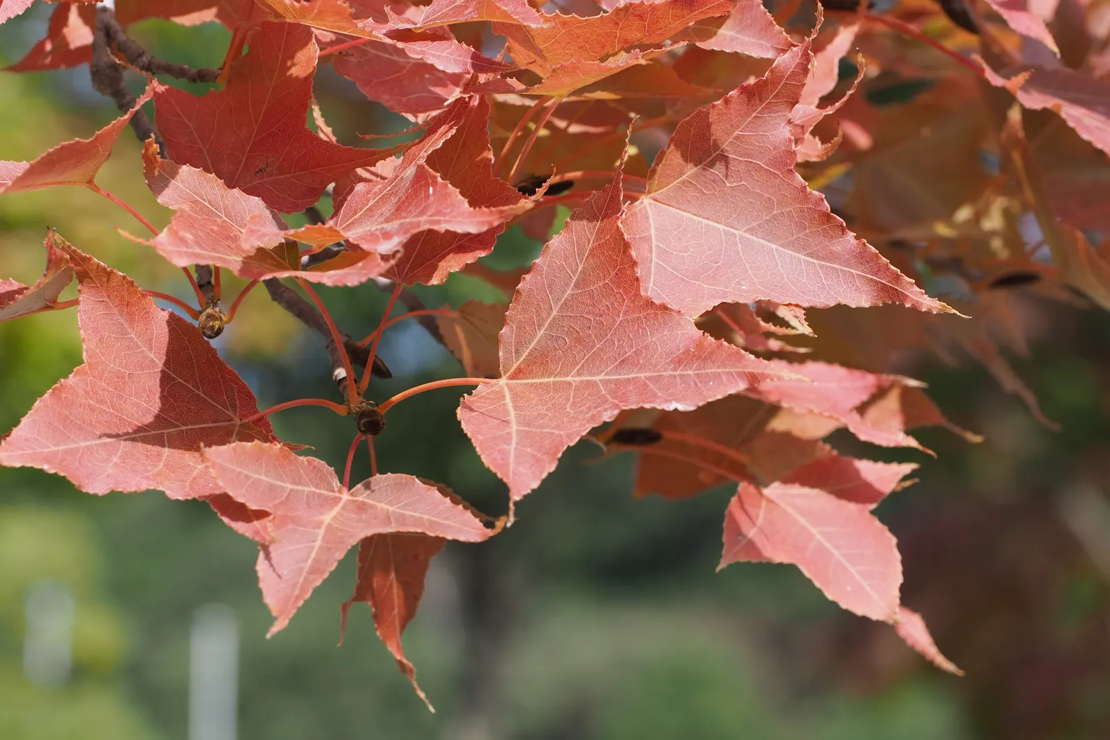 Chinese Sweet Gum (Liquidambar Formosana) — which means it should be planted at least 15 feet away from paved surfaces to prevent any disruption; which