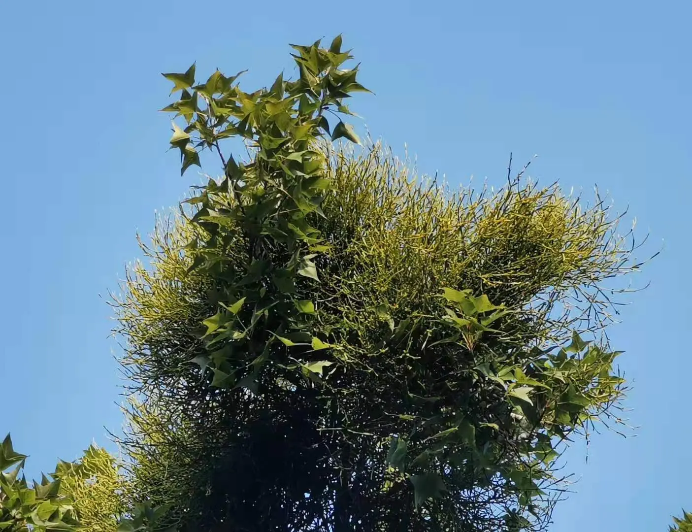 Chinese Sweet Gum (Liquidambar Formosana) — and is moderately drought-tolerant once established.<br><br>When considering this tree for landscape design; tree