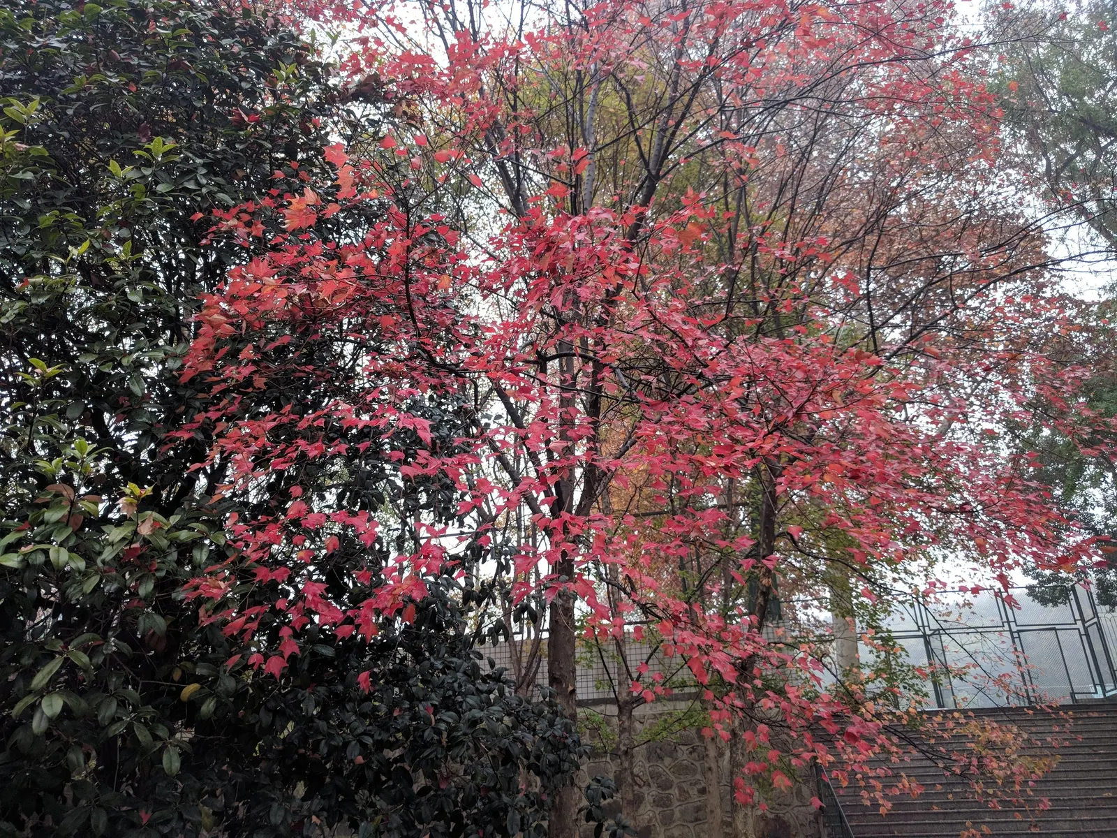 Chinese Sweet Gum (Liquidambar Formosana) — bear in mind its sizable root system; scientifically named Liquidambar formosana