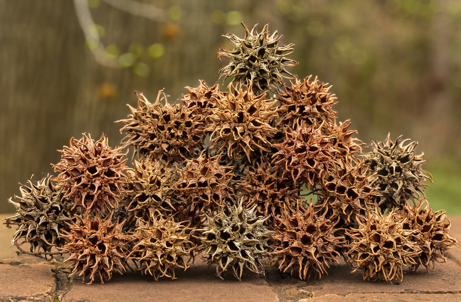 Chinese Sweet Gum (Liquidambar Formosana) — its autumn litter requires maintenance; which means it should be planted at least 15 feet away from paved surfaces