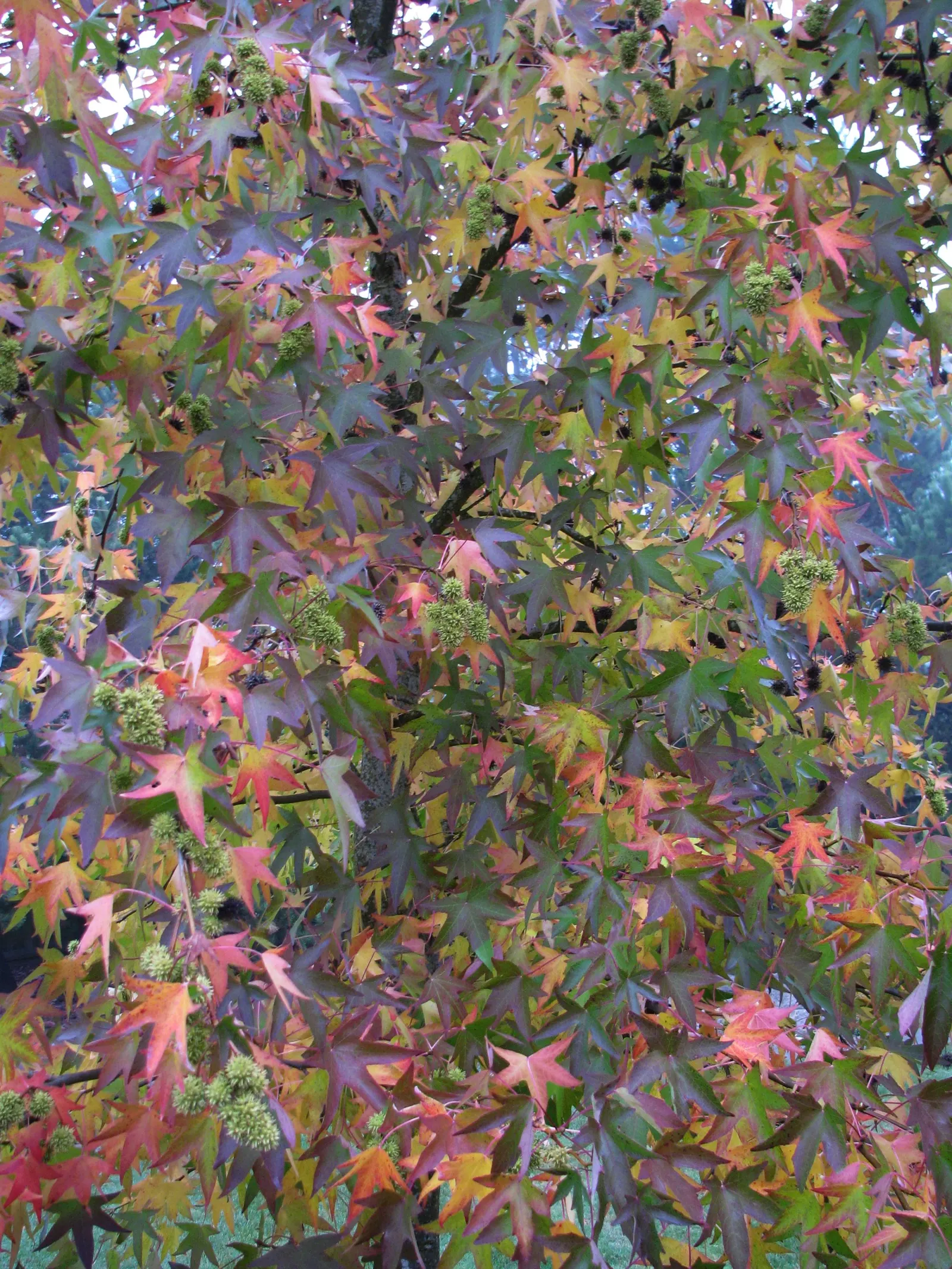 Chinese Sweet Gum (Liquidambar Formosana) — This stately tree can reach heights of 40 to 60 feet with a canopy spread of 20 to 30 feet; is a, image 61