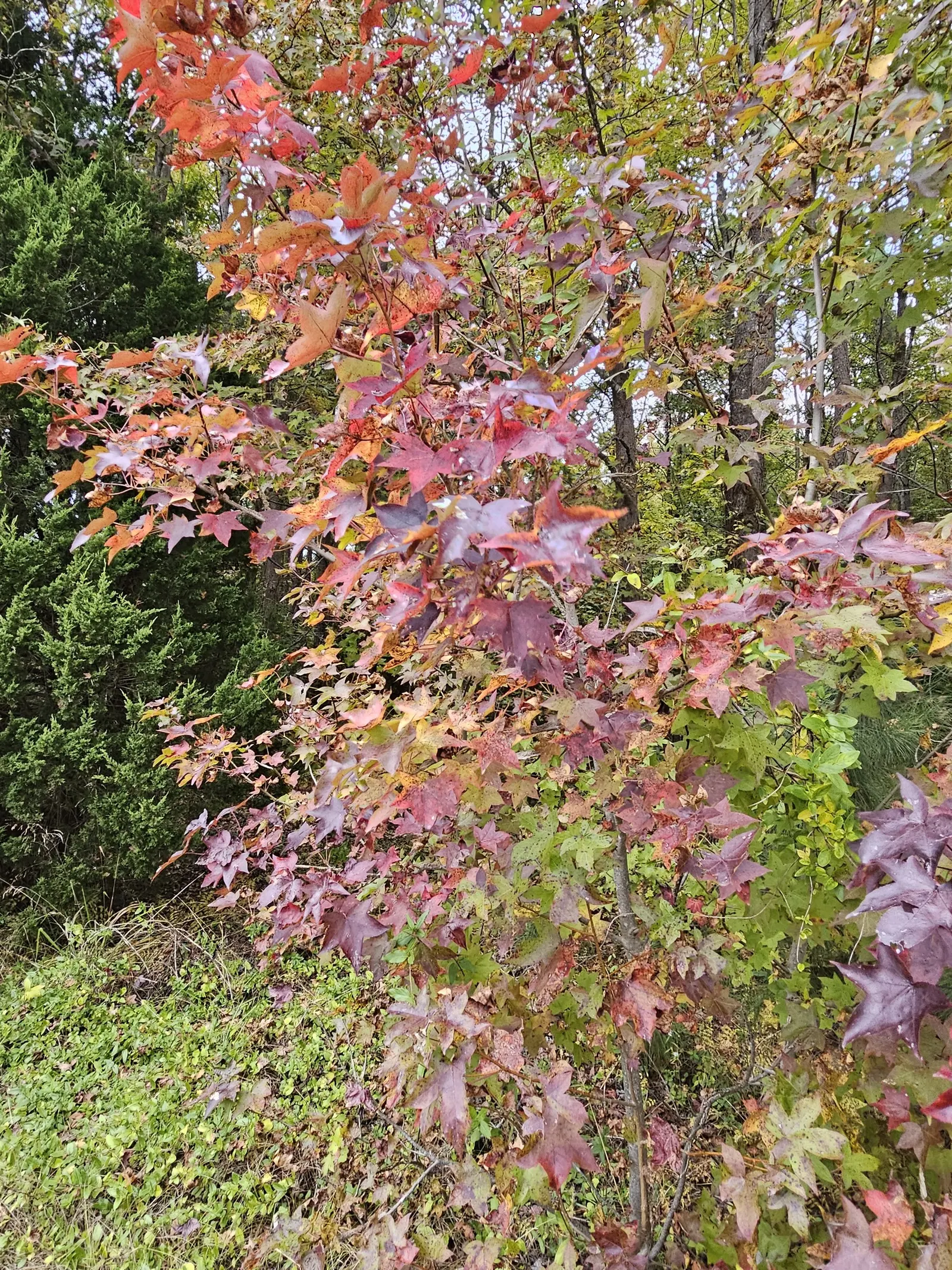 Chinese Sweet Gum (Liquidambar Formosana) — admired for its pyramid shape and stunning fall colors