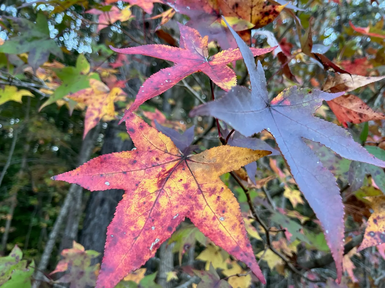 Chinese Sweet Gum (Liquidambar Formosana) — which means it should be planted at least 15 feet away from paved surfaces to prevent any disruption