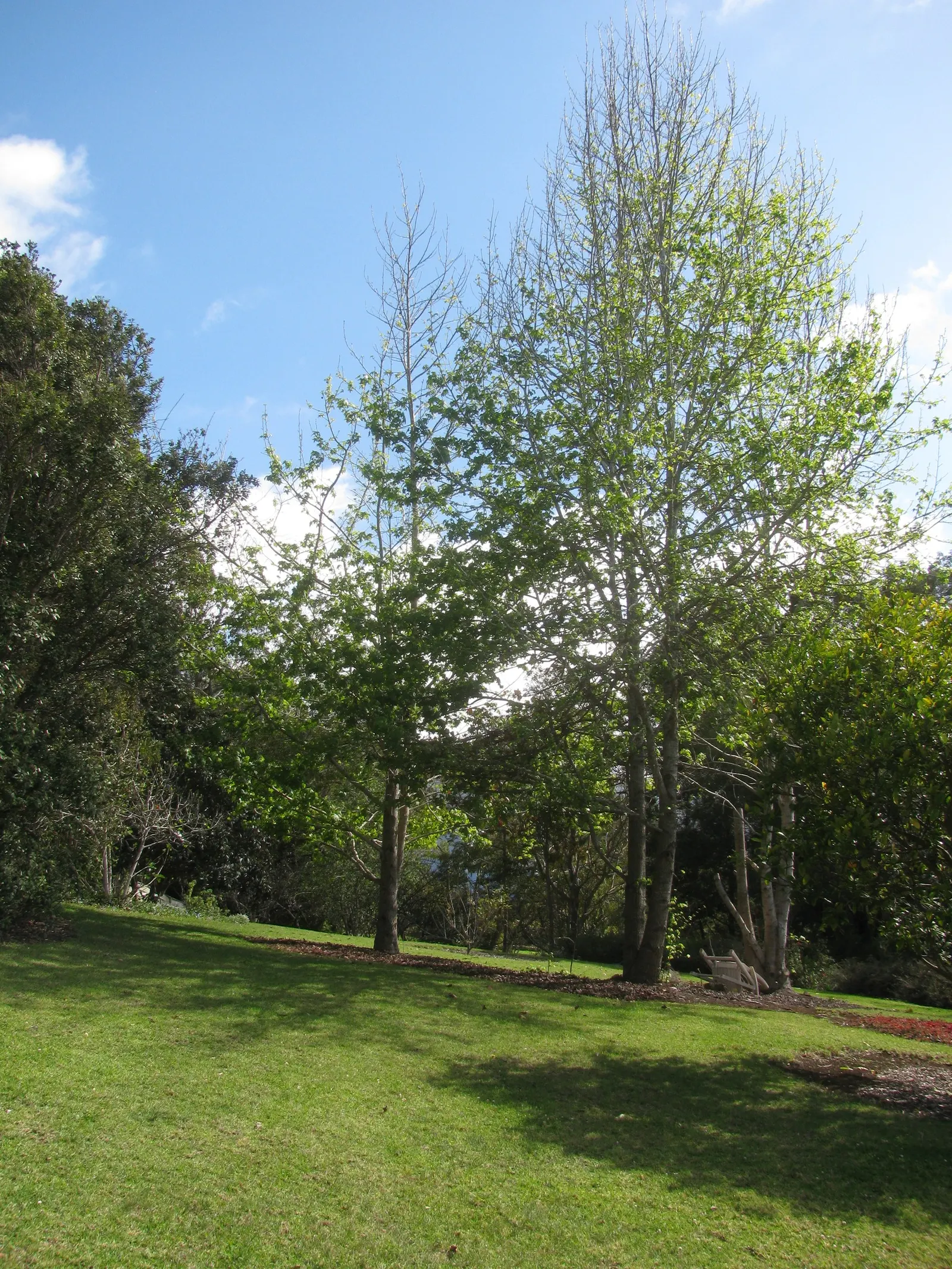 Chinese Sweet Gum (Liquidambar Formosana) — The tree produces inconspicuous yellowish-green flowers in the spring; prefers full sun and moist, well-drained soil