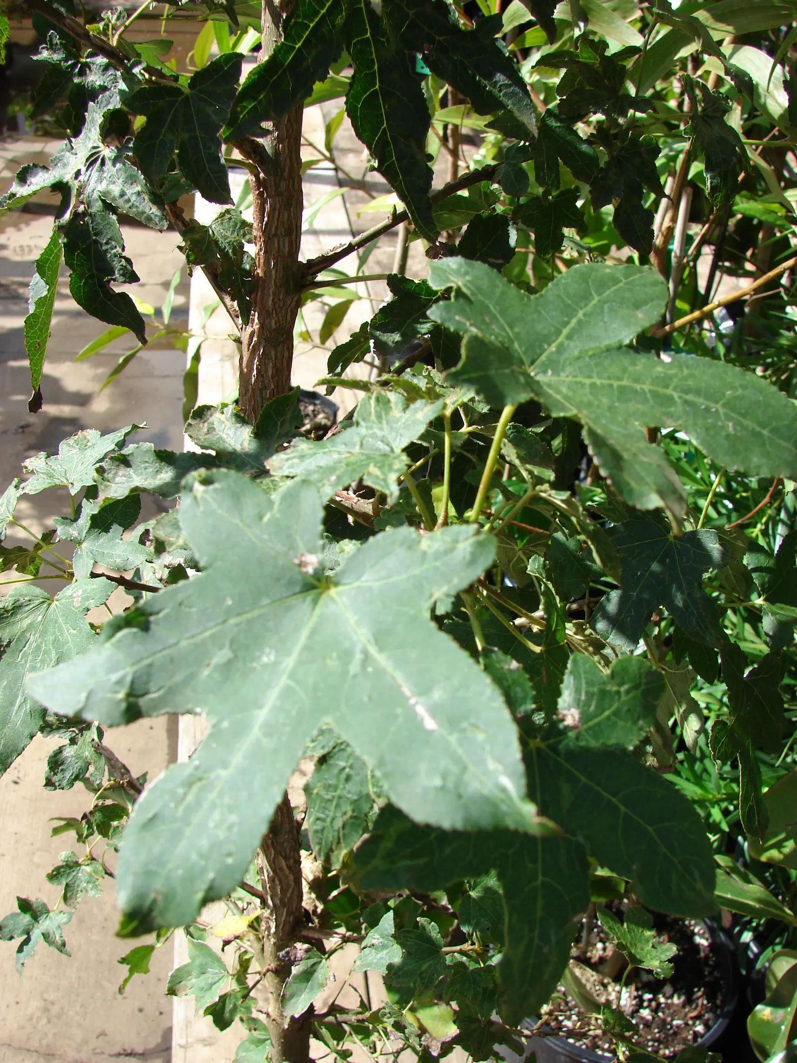 Chinese Sweet Gum (Liquidambar Formosana) — bear in mind its sizable root system; scientifically named Liquidambar formosana, image 72