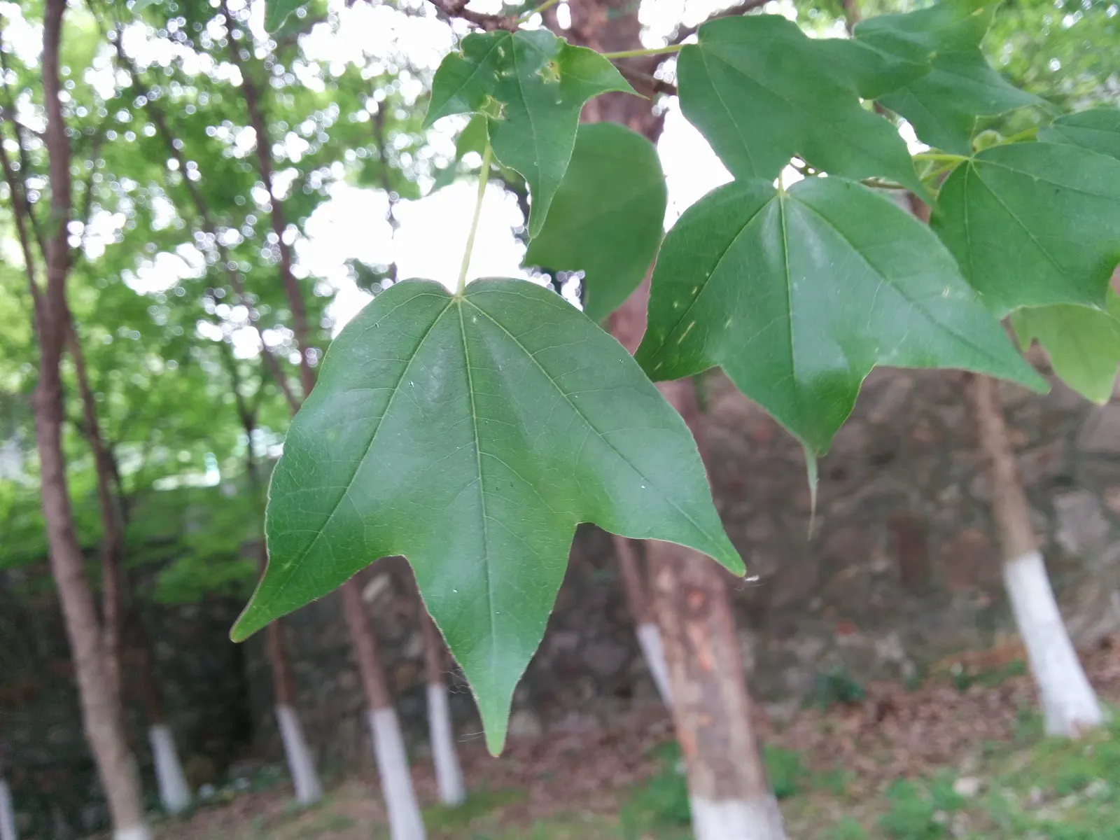 Chinese Sweet Gum (Liquidambar Formosana) — preferring full sun to partial shade and moist; offering a commanding presence.<br><br>Foliage is a key feature