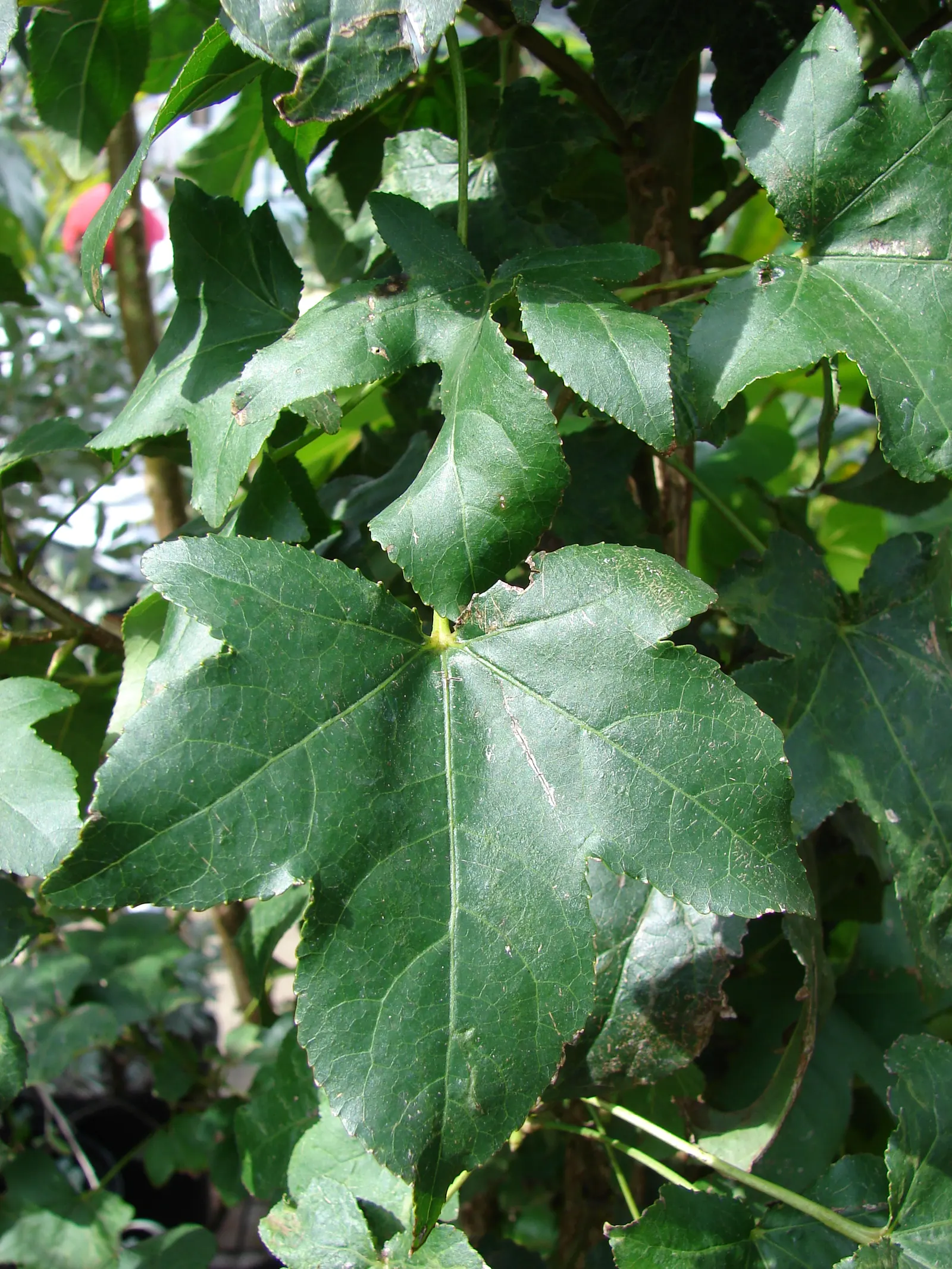 Chinese Sweet Gum (Liquidambar Formosana) — Its pyramidal form in youth matures into a rounded crown; its autumn litter requires maintenance, image 63