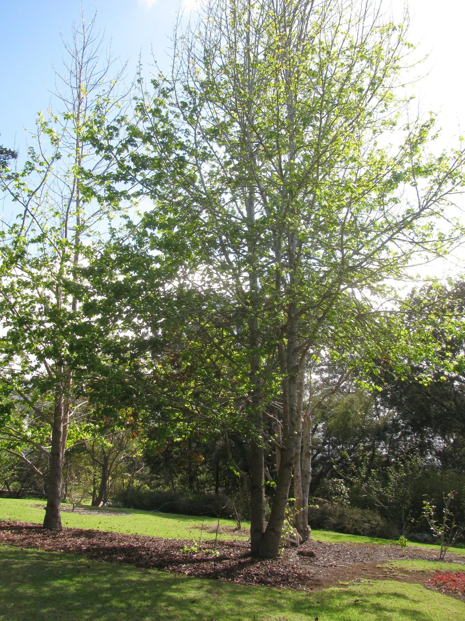 Chinese Sweet Gum (Liquidambar Formosana) — Its pyramidal form in youth matures into a rounded crown; its autumn litter requires maintenance