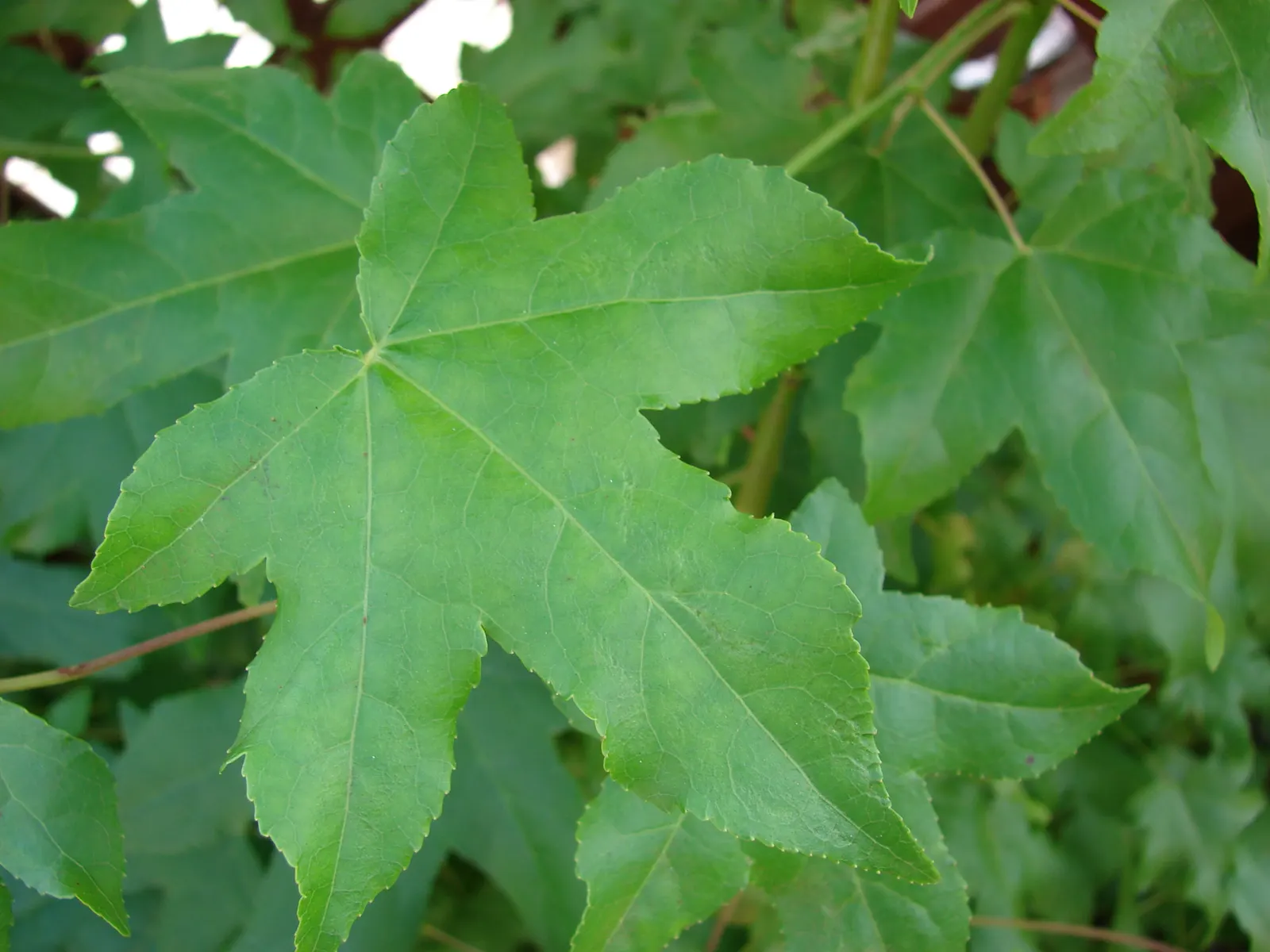 Chinese Sweet Gum (Liquidambar Formosana) — Produces spiky fruit capsules and has a moderate growth rate; with leaves growing 4 to 7 inches long